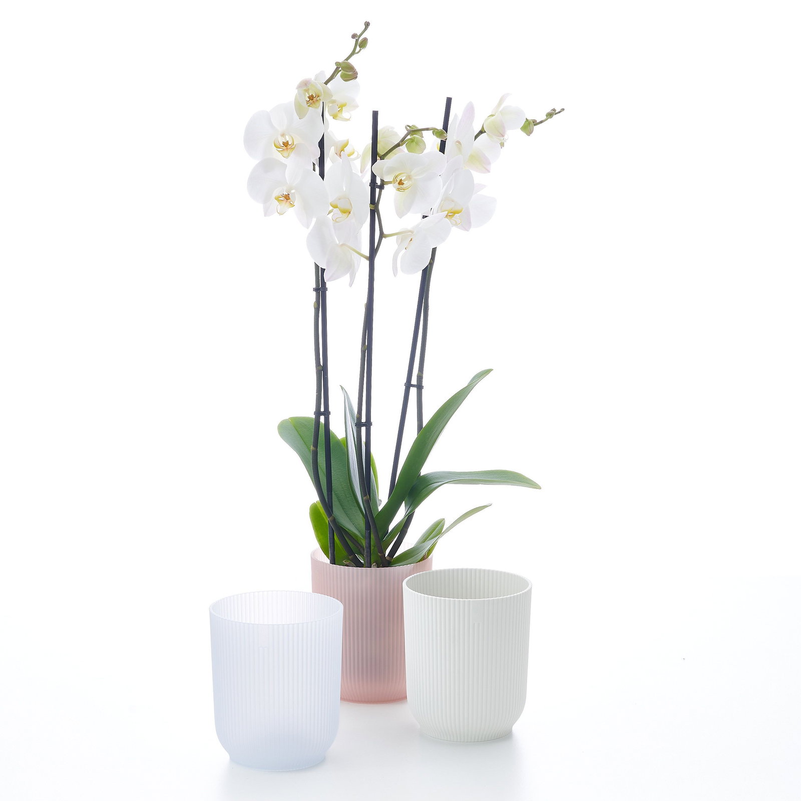 grosse knstliche palme Knstliche Palme 180 cm XL