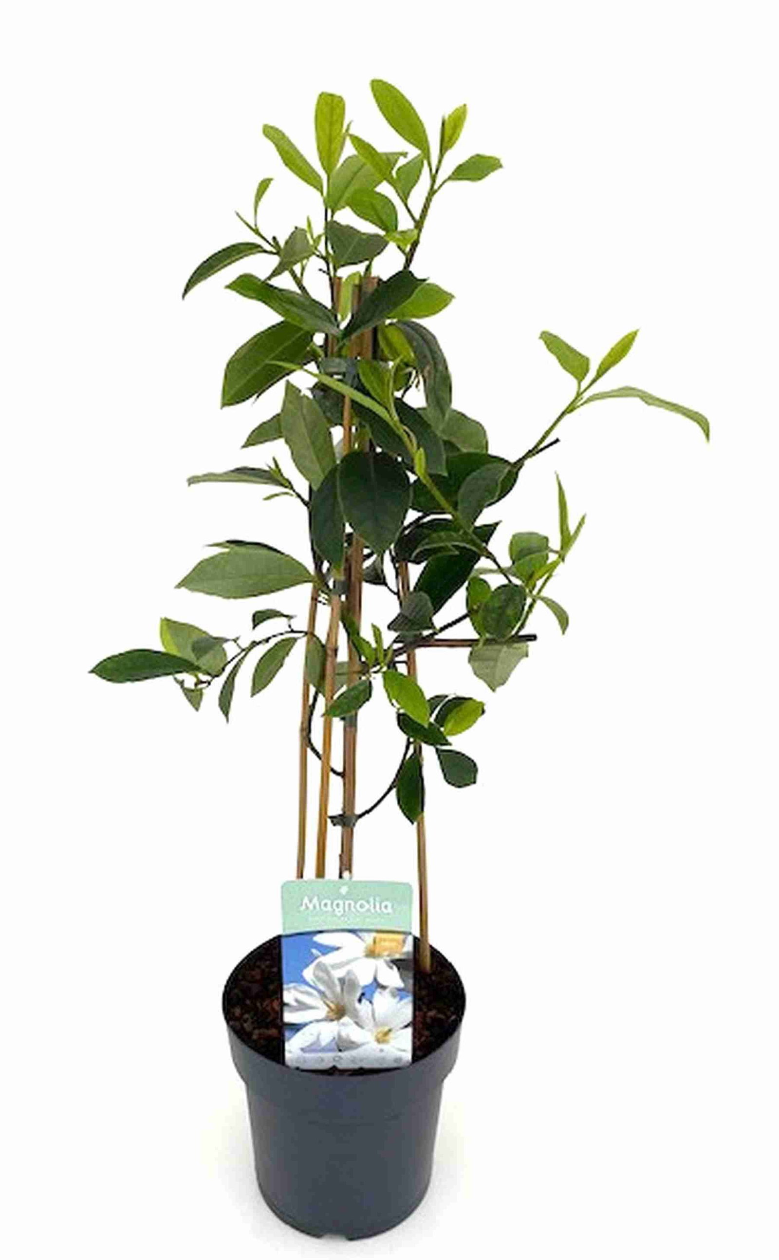 zamia kulkas Zamioculcas zamiifolia-Money Tree – Buyflower.ca main image 0