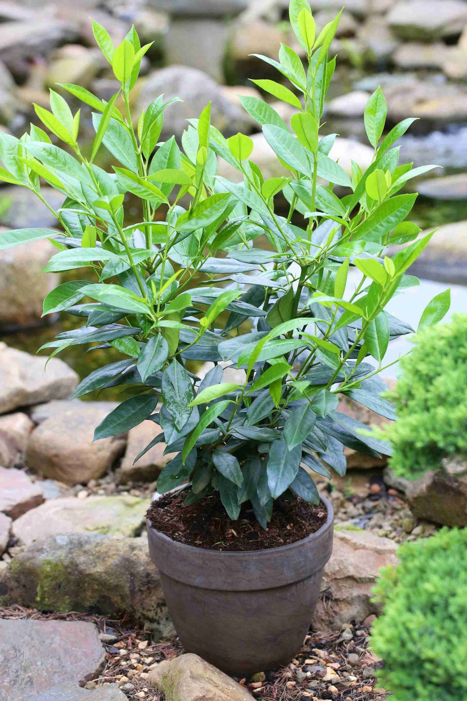 Aufrechter Kirschlorbeer Herbergii Select - Prunus laurocerasus Herbergii  Select gnstig kaufen