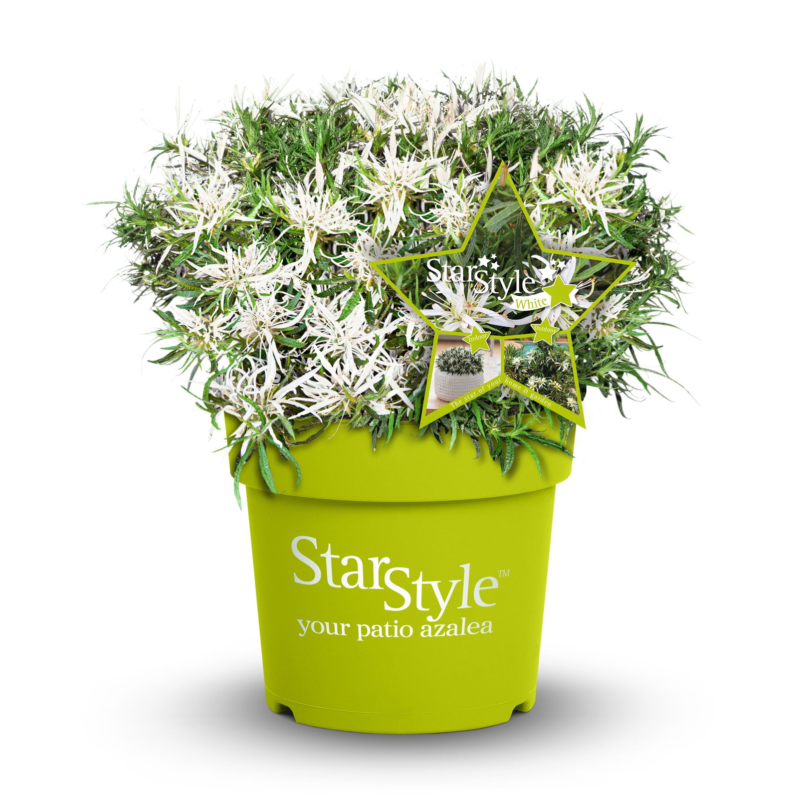 Rhododendron StarStyle  wei - Rhododendron obtusum Star Style  wei  gnstig kaufen