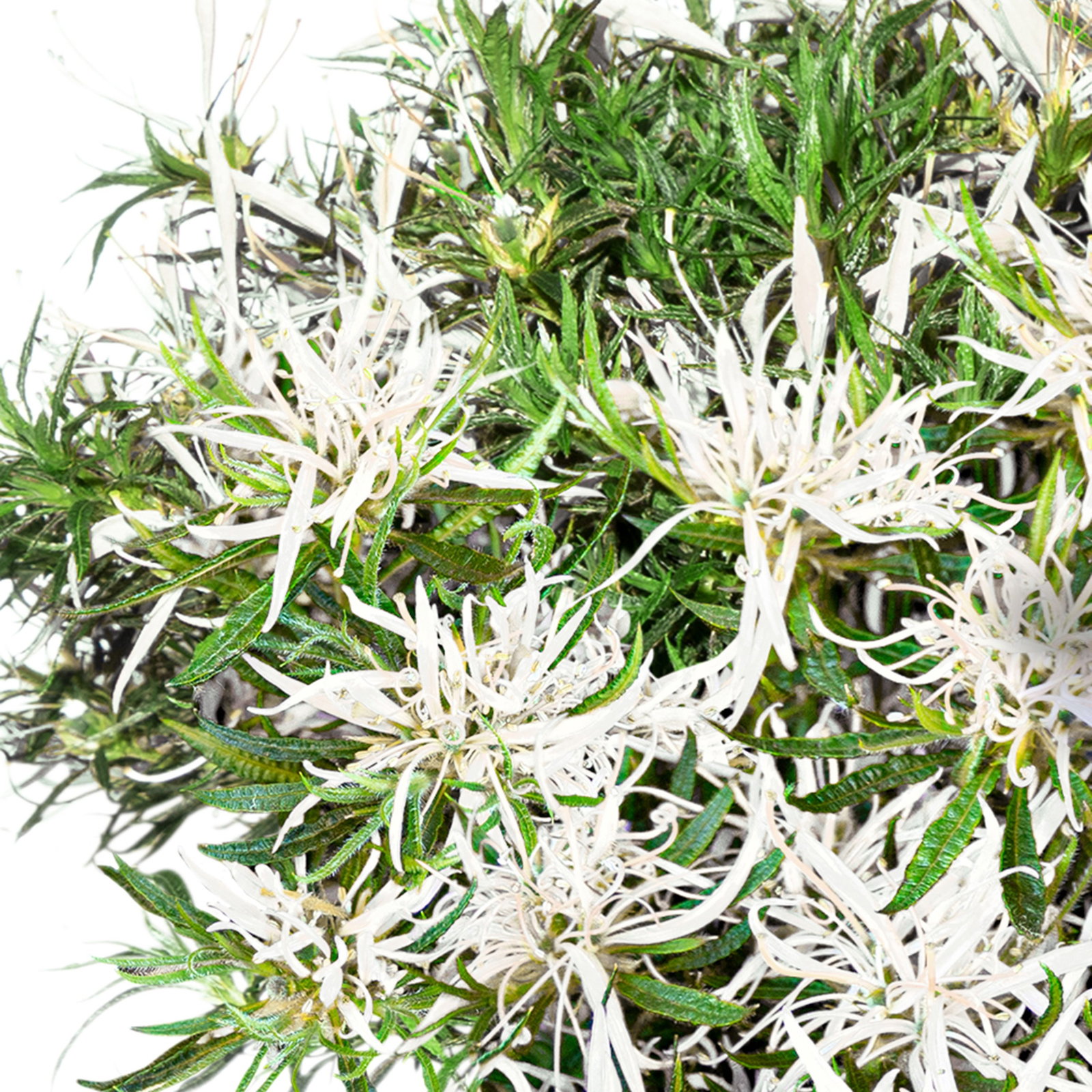 Rhododendron StarStyle  wei - Rhododendron obtusum Star Style  wei  gnstig kaufen