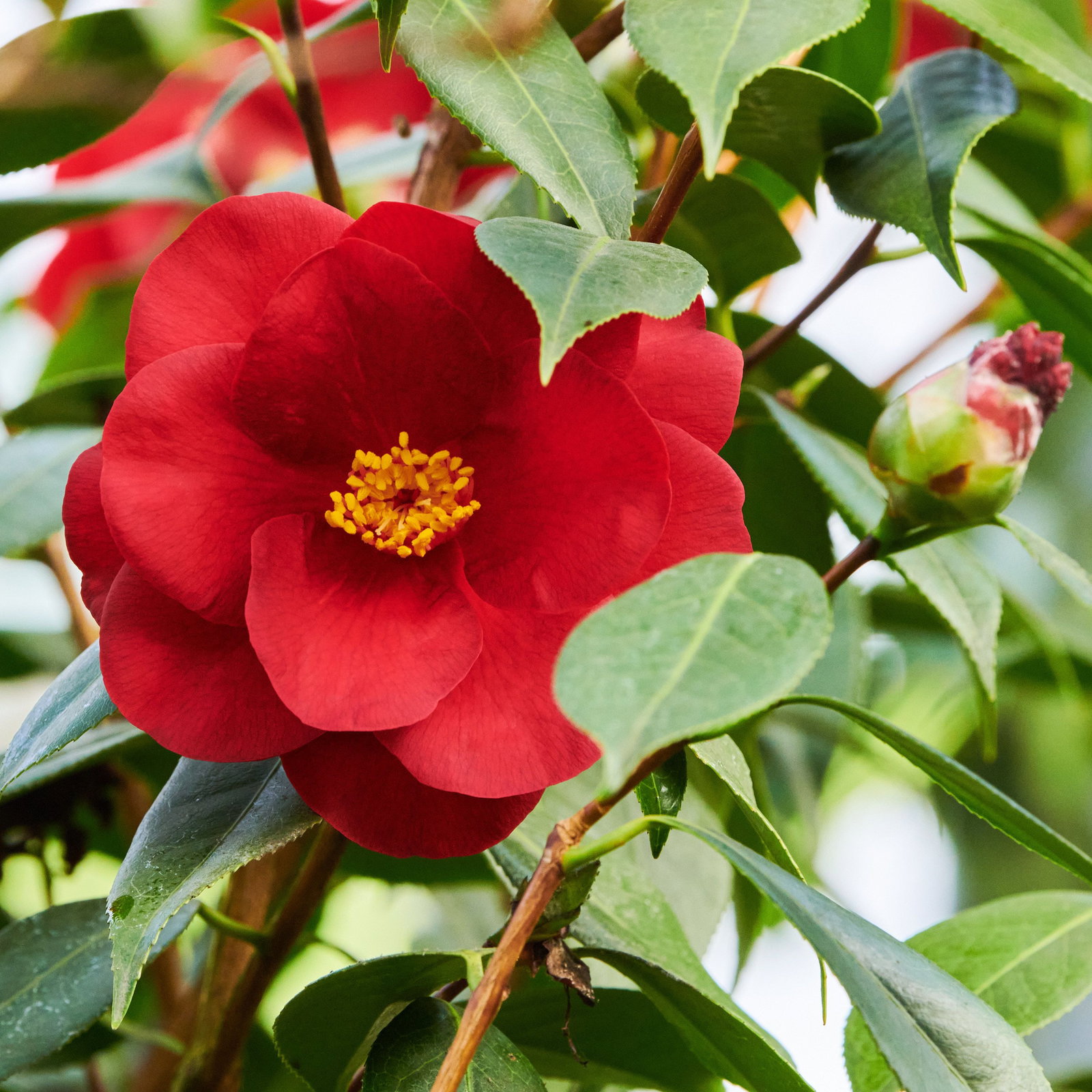 Kamelie Royal Velvet - Camellia japonica Royal Velvet gnstig kaufen