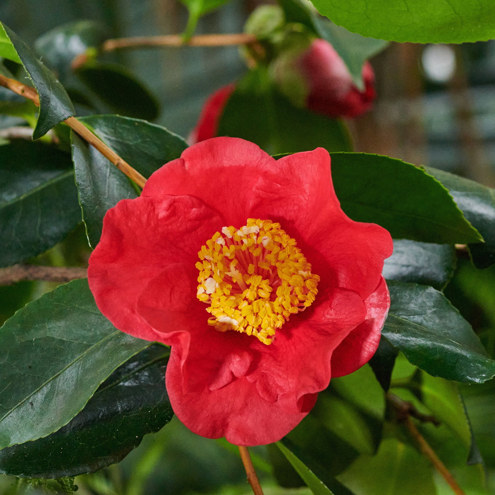 Kamelie Happy Higo - Camellia japonica Happy Higo gnstig kaufen