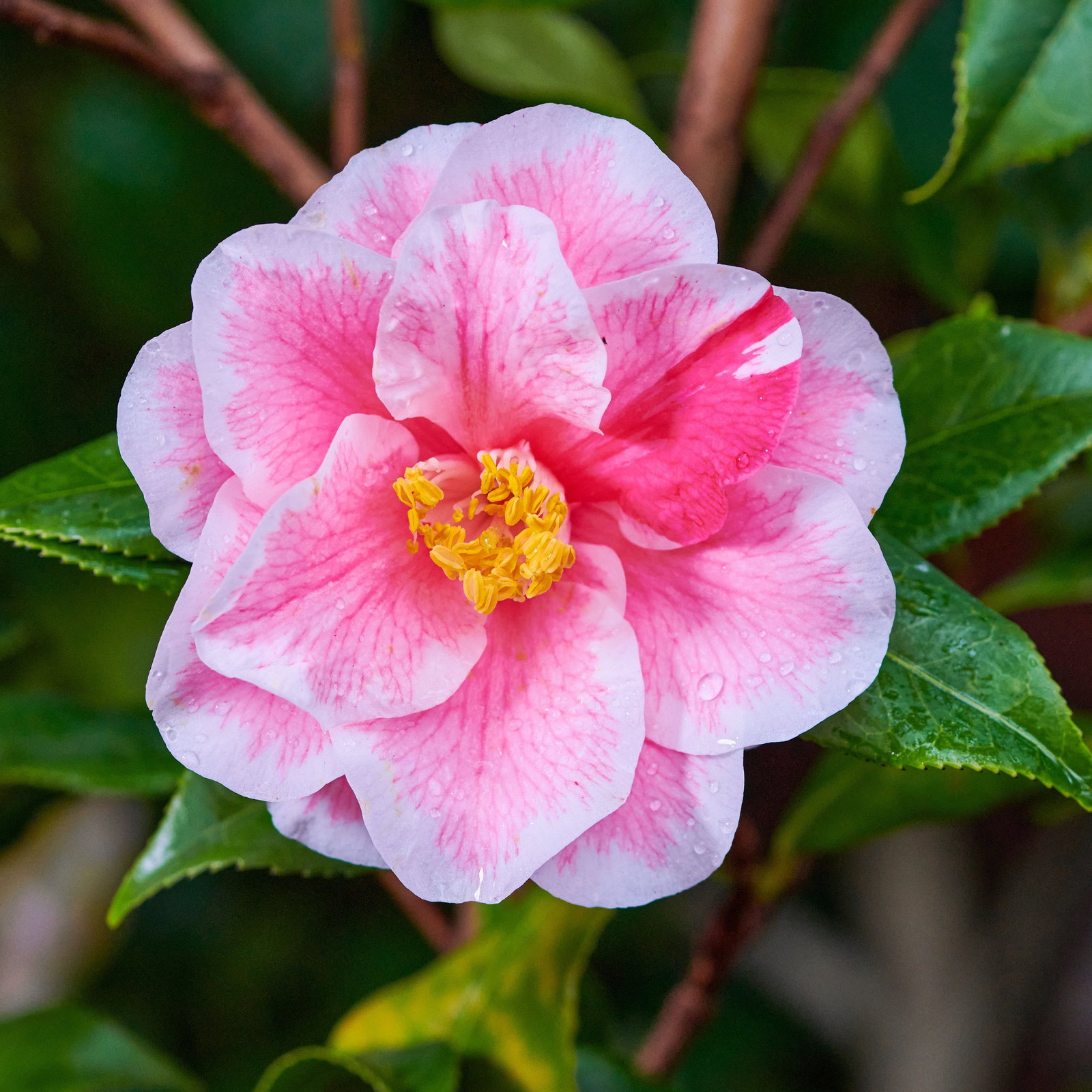 Kamelie Yours Truly - Camellia japonica Yours Truly gnstig kaufen