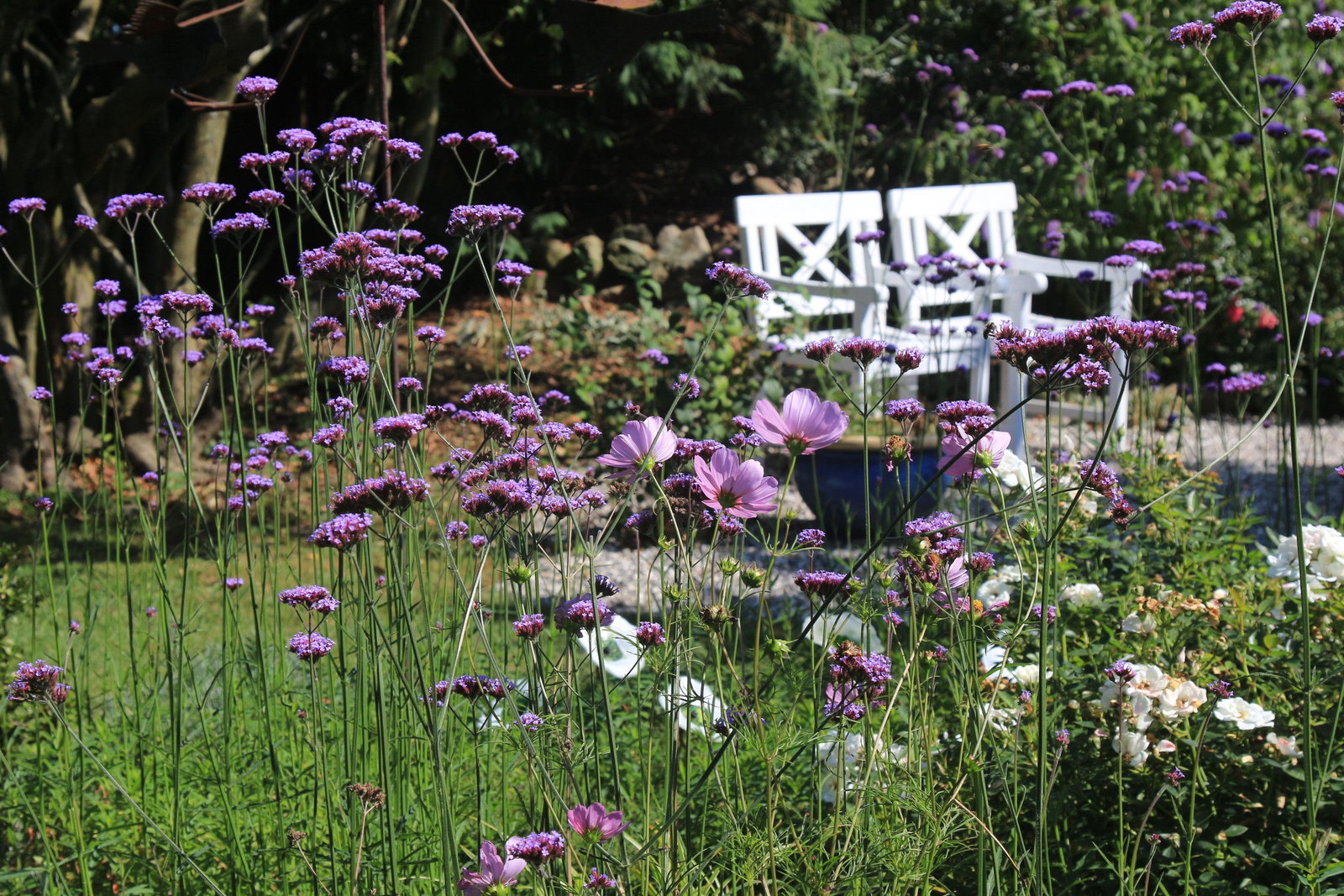 Argentinisches Eisenkraut Bonnie Blue - Verbena bonariensis Bonnie Blue  gnstig kaufen