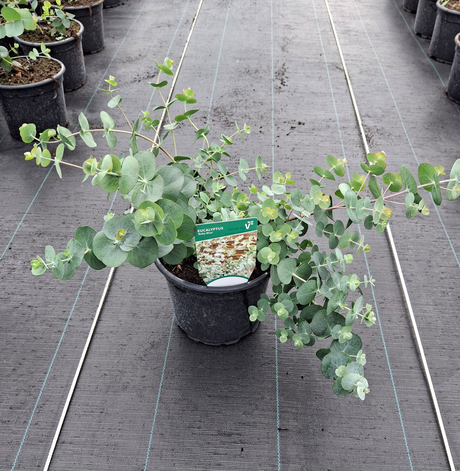 Eukalyptus Baby Blue - Eucalyptus Baby Blue gnstig kaufen