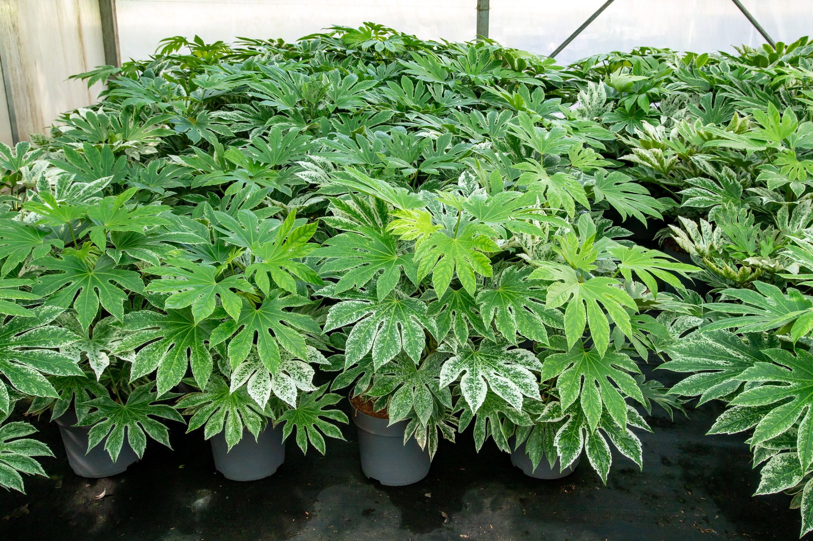 neem zimmerpflanzen Neem Aktiv Spray: Pflege und Gesunderhaltung von Garten- und Zimmerpfl —  Silberkraft
