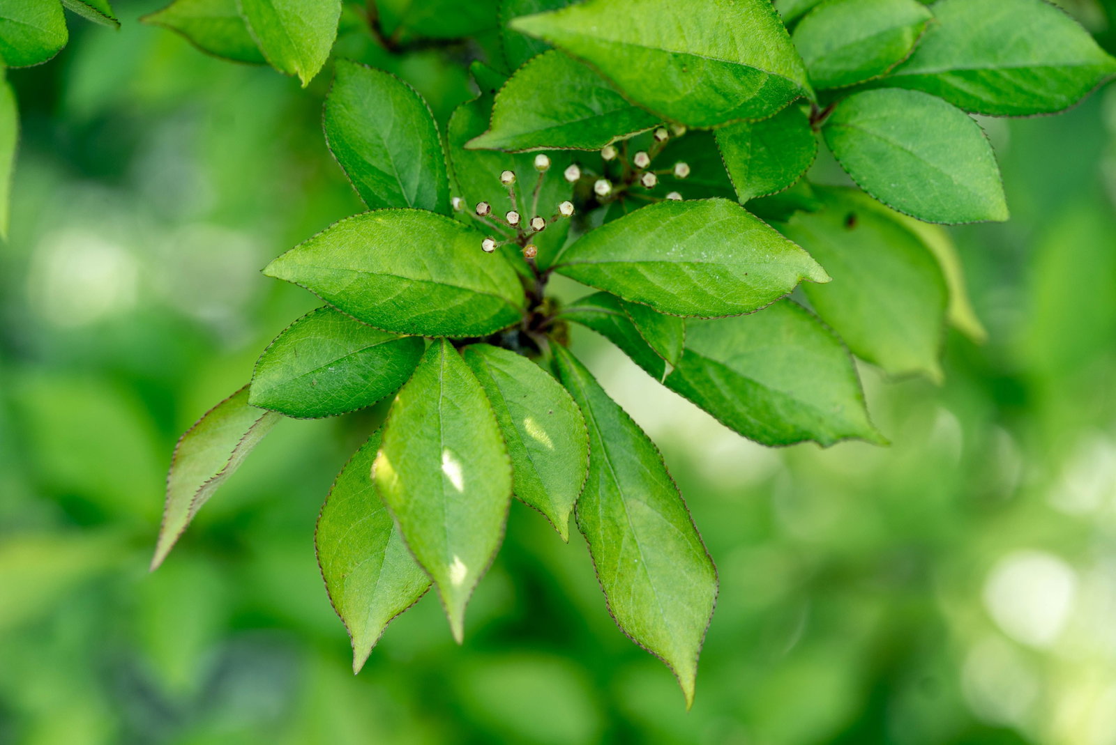Scharlach-Glanzblattmispel - Photinia villosa gnstig kaufen
