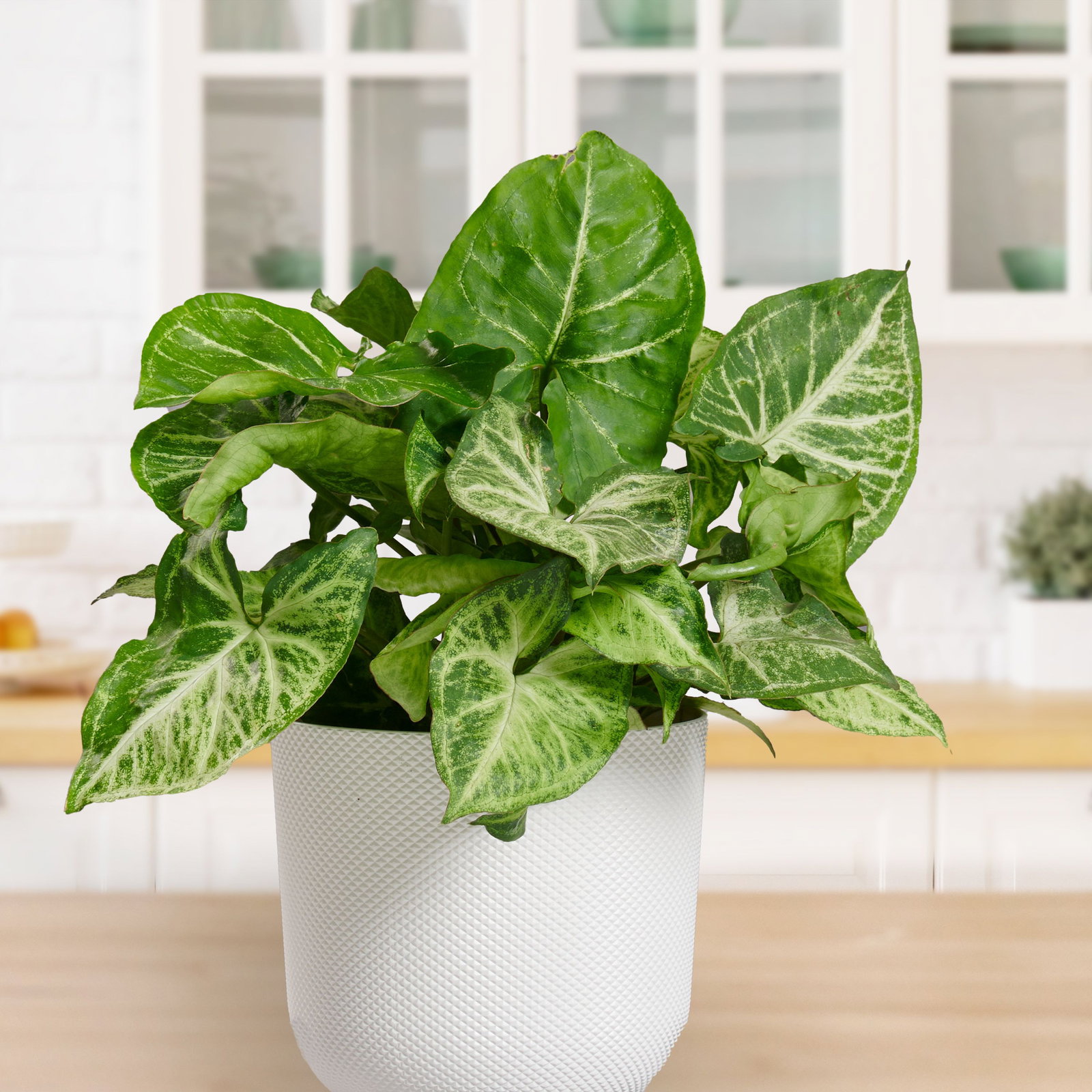 Syngonium Podophyllum - Syngonium Podophyllum gnstig kaufen