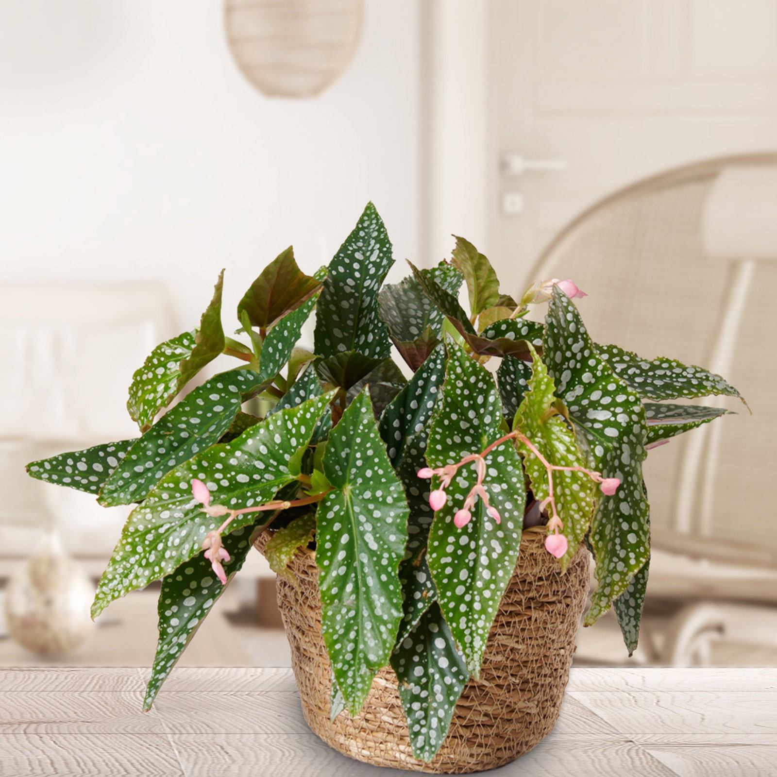 Doppelpunkt-Begonie - Begonia maculata Double Dot gnstig kaufen