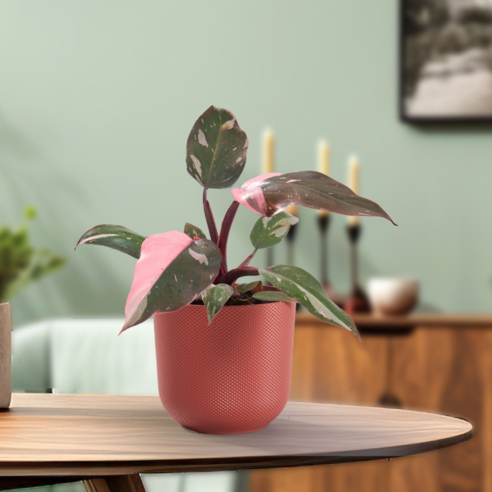Baumfreund Pink Princess - Pink Princess Philodendron gnstig kaufen
