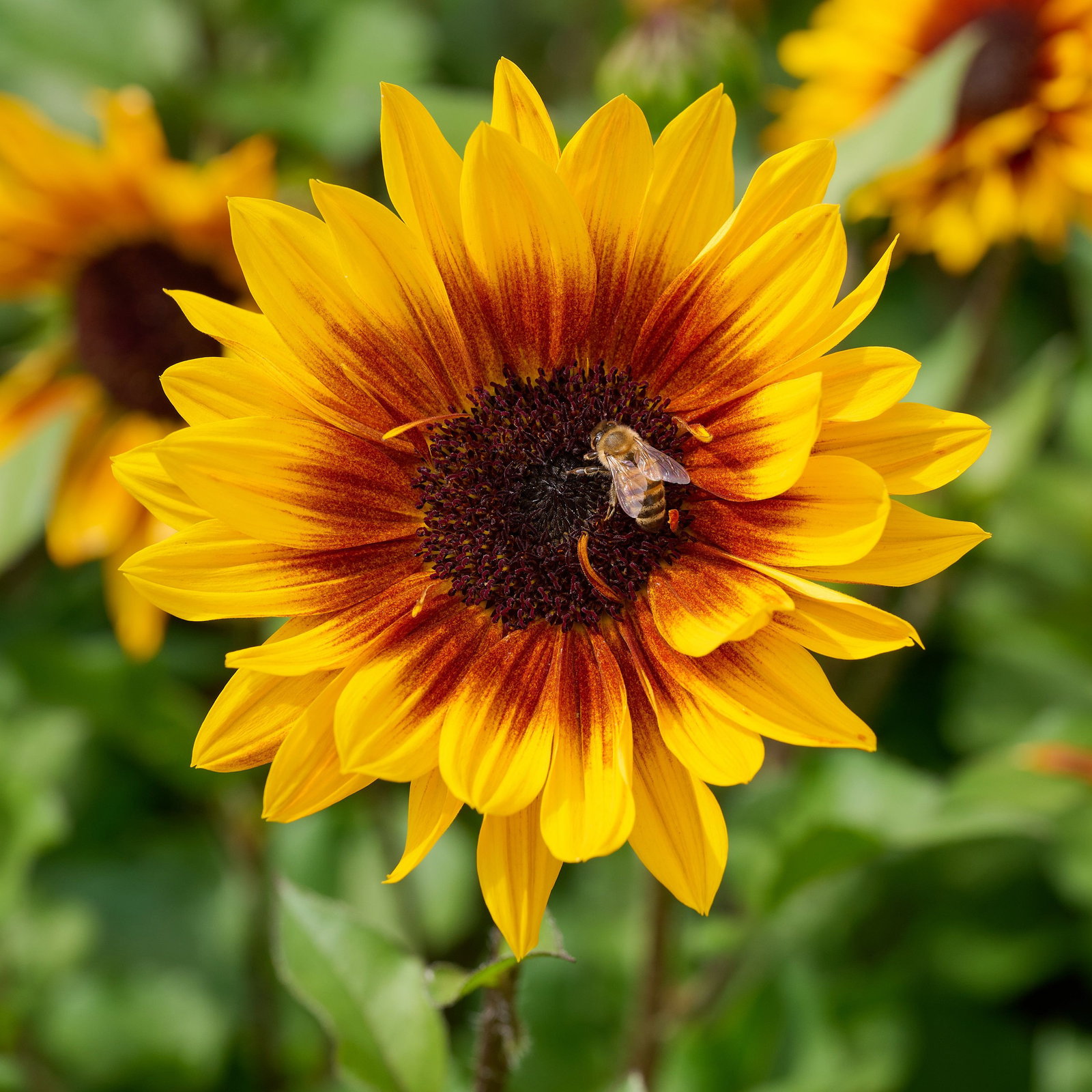 Sonnenblume Sunbelievable Brown Eyed Girl - Helianthus Sunbelievable Brown  Eyed Girl gnstig kaufen