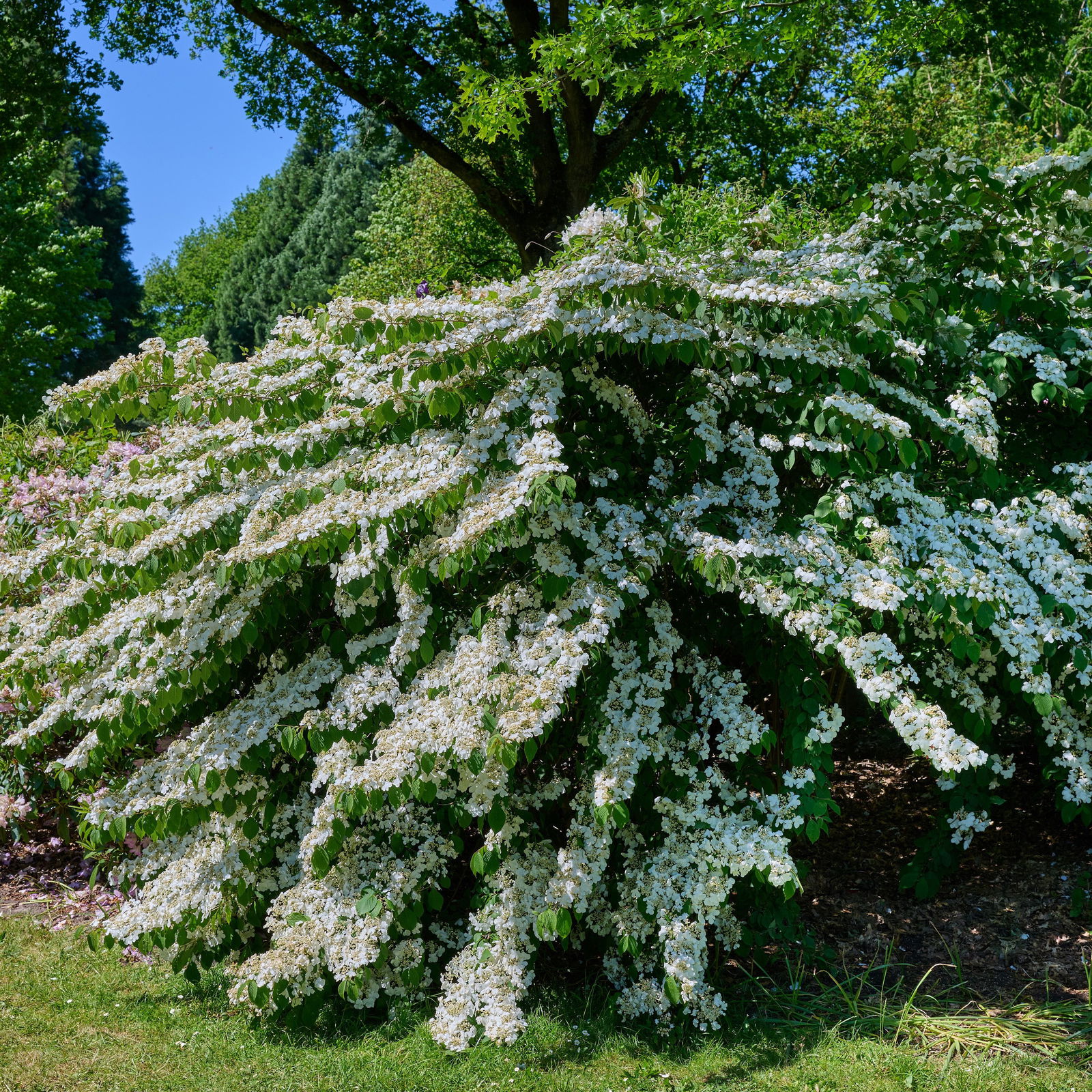 Viburnum plicatum Darts Red Robin Schneeball Darts Red Robin