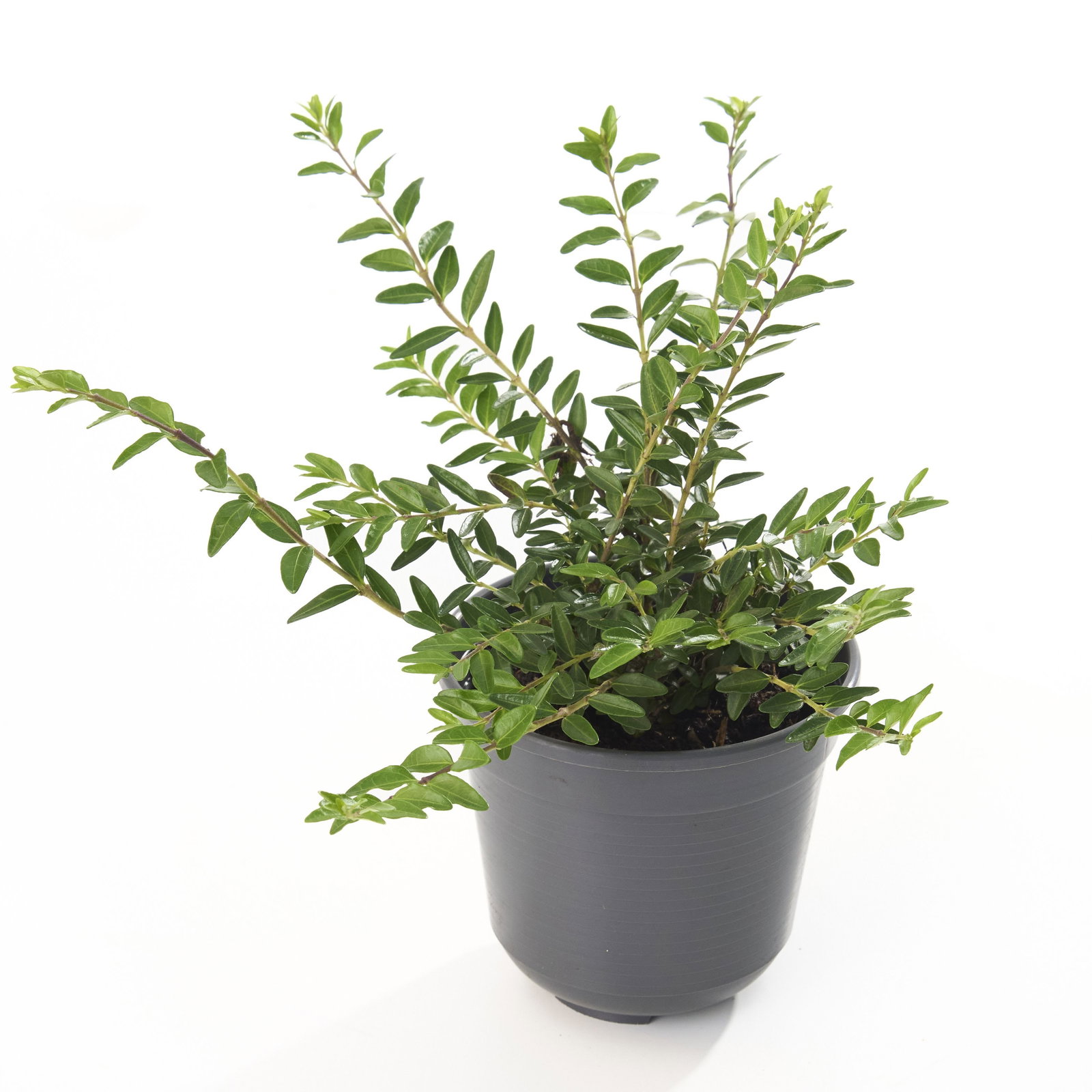 Bschungsmyrte Mossgreen - Lonicera pileata Mossgreen gnstig kaufen