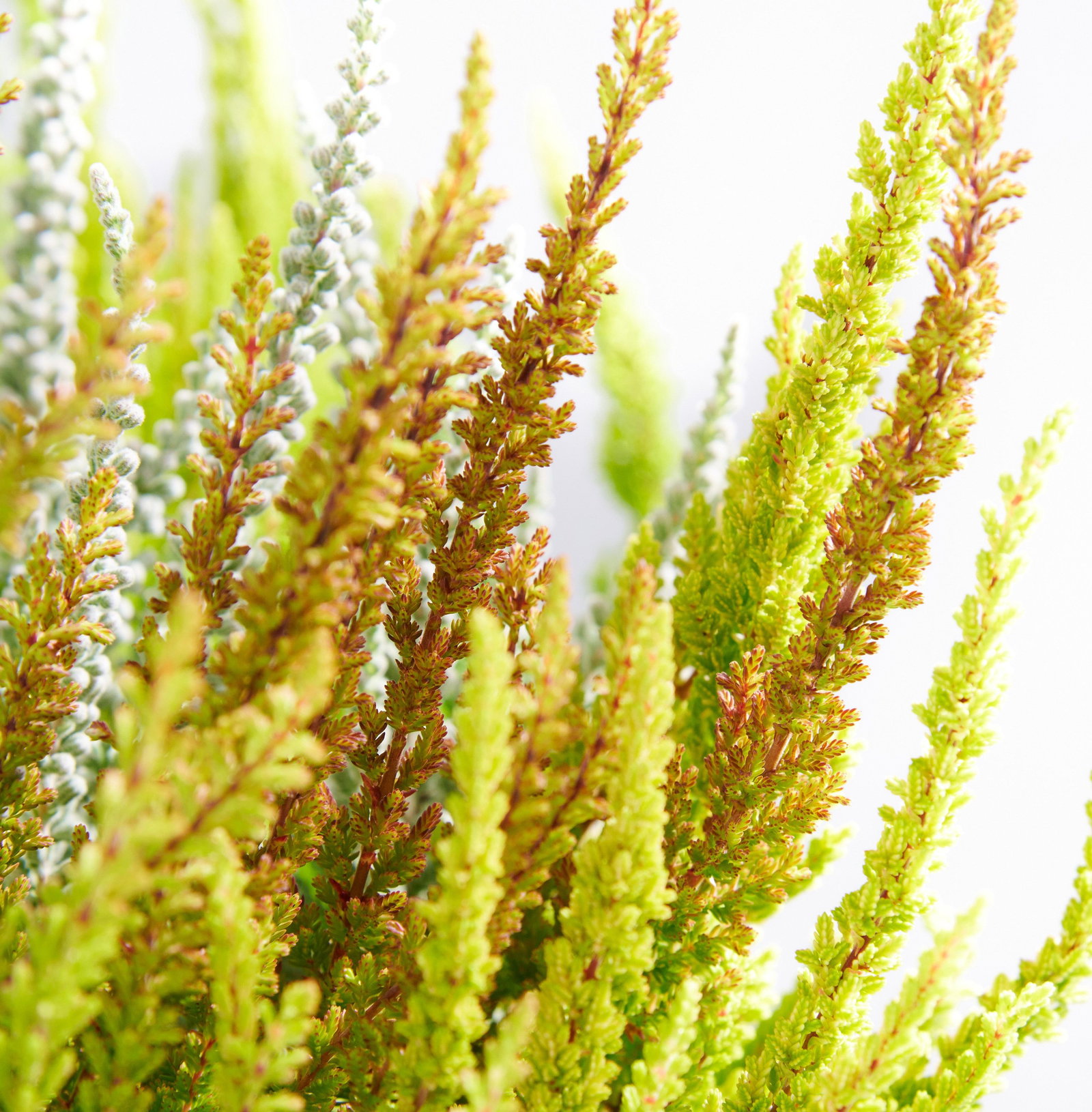Knospenheide Sunset Fire - Calluna vulgaris Sunset Fire günstig kaufen