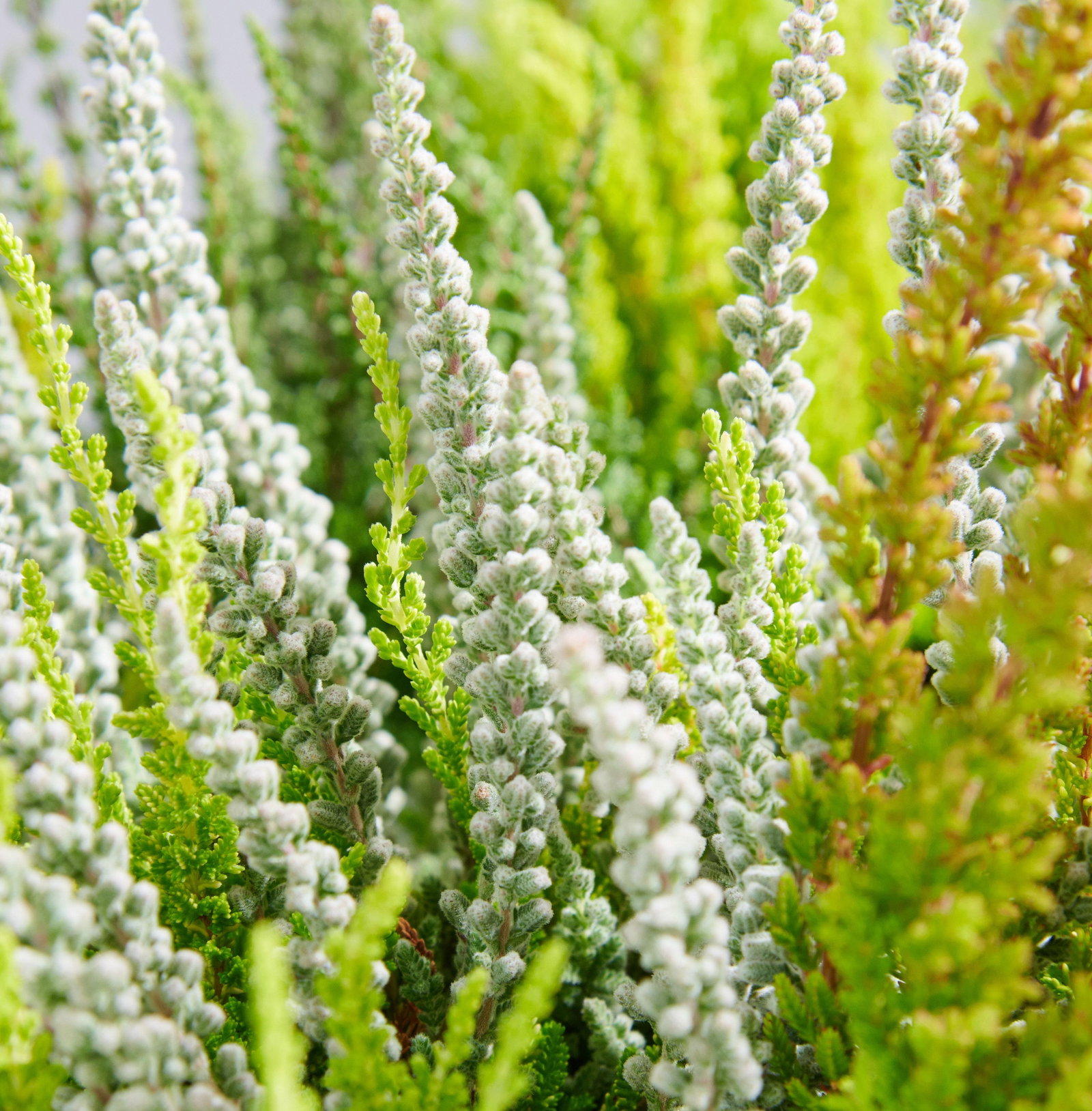 Knospenheide Sunset Fire - Calluna vulgaris Sunset Fire günstig kaufen