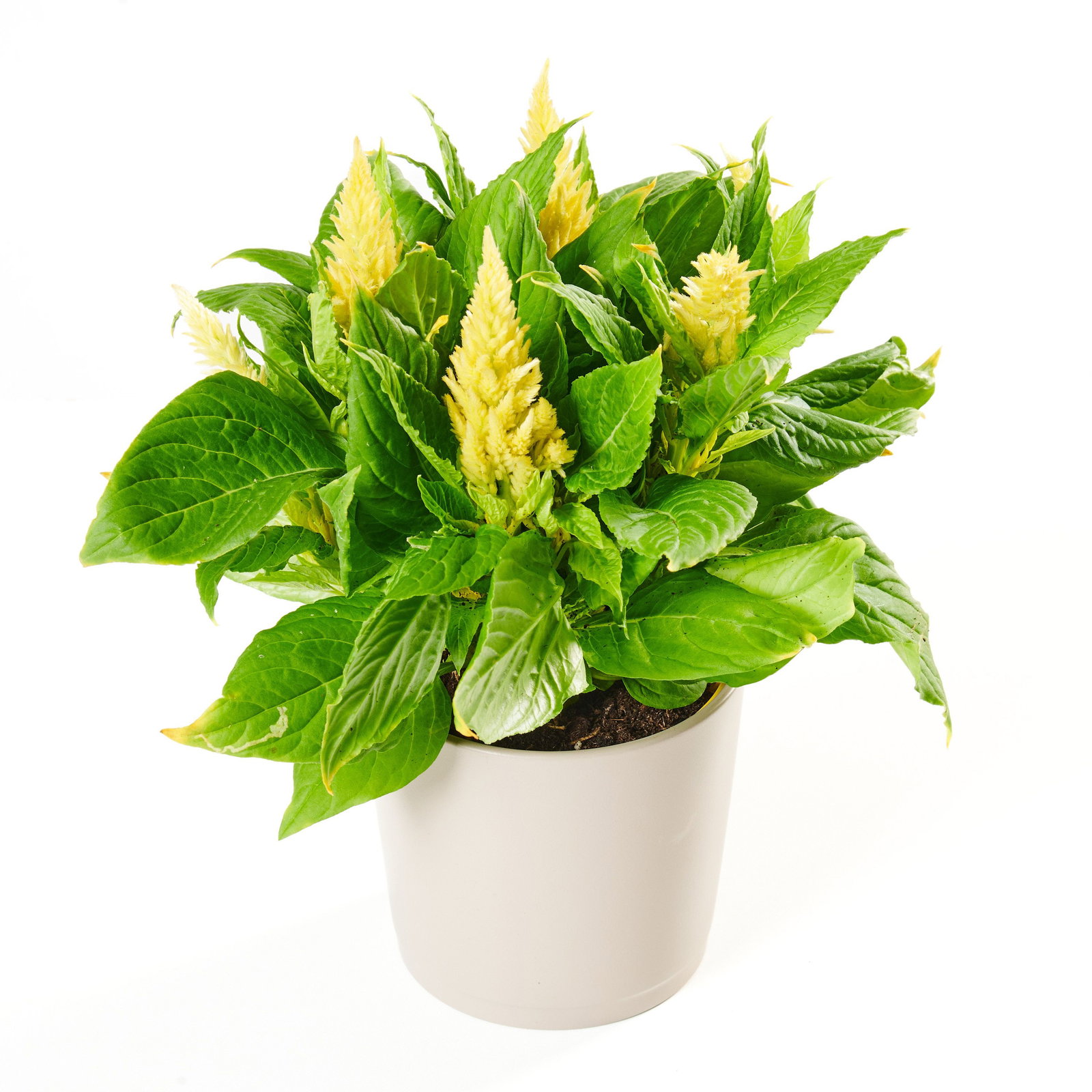 syngonium albo variegata kaufen Syngonium Albo Variegata – NABAT main image 1