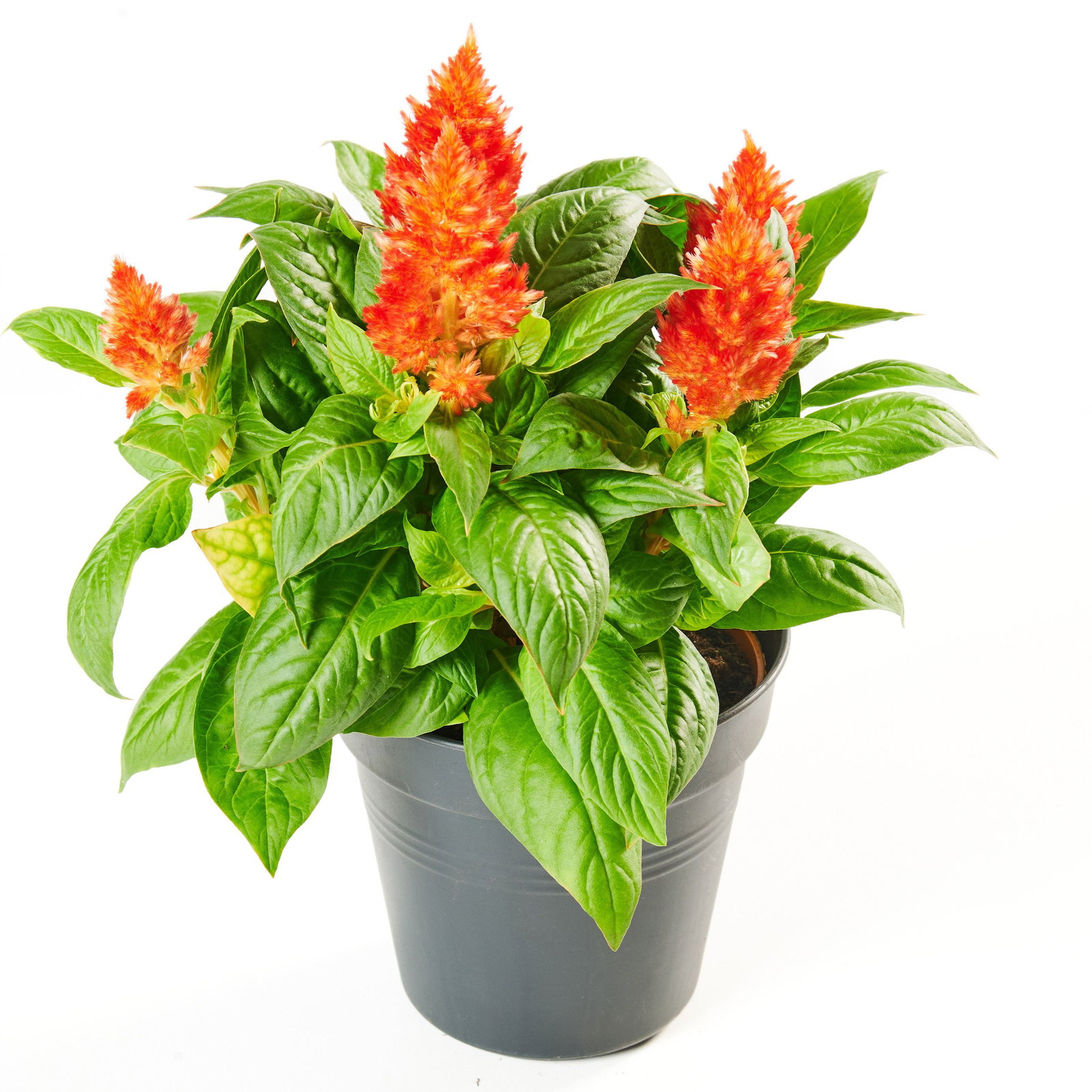 Federbusch - Celosia argentea (Federbusch) gnstig kaufen