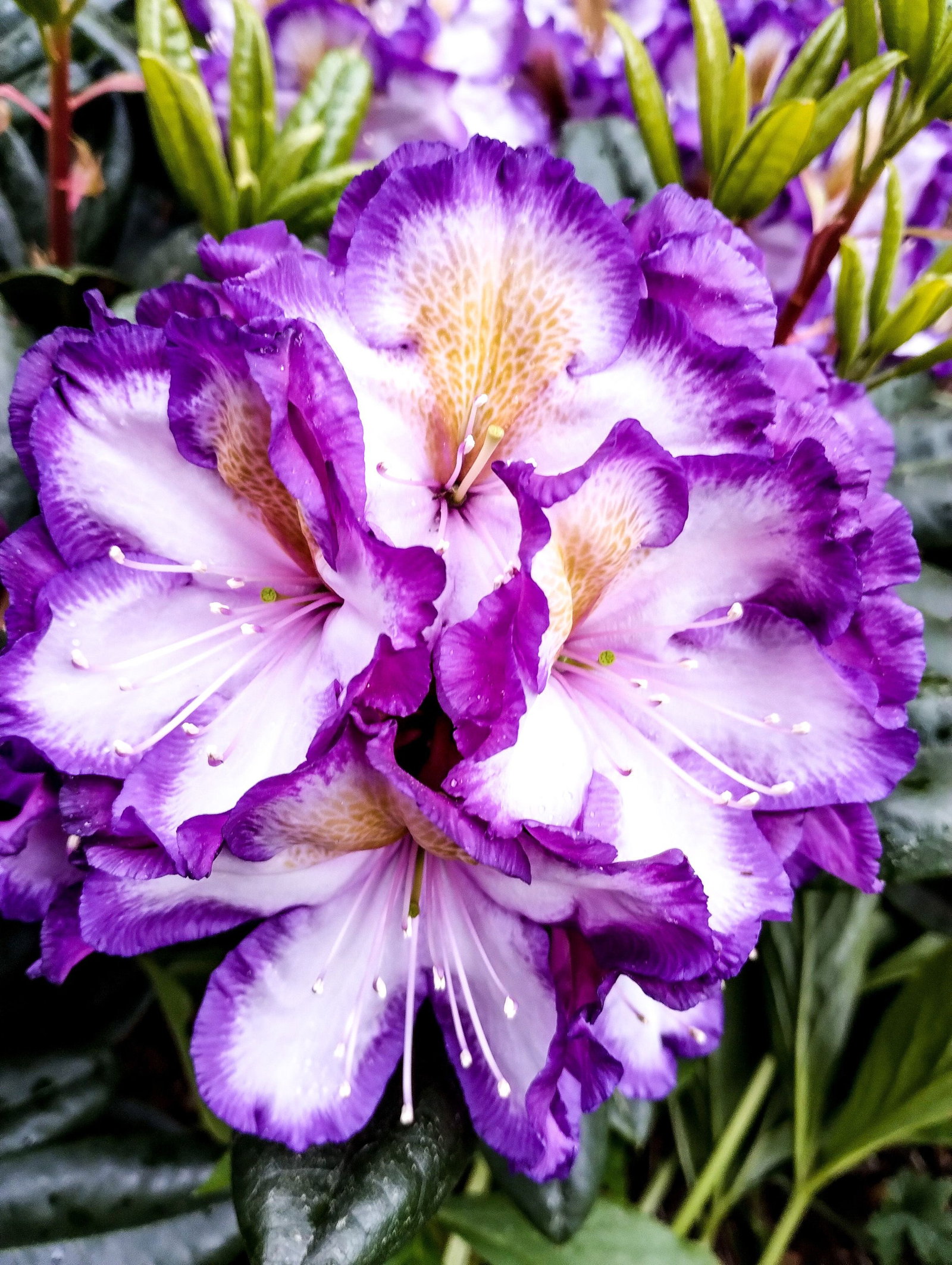 Rhododendron Julius - Rhododendron Hybride Julius gnstig kaufen