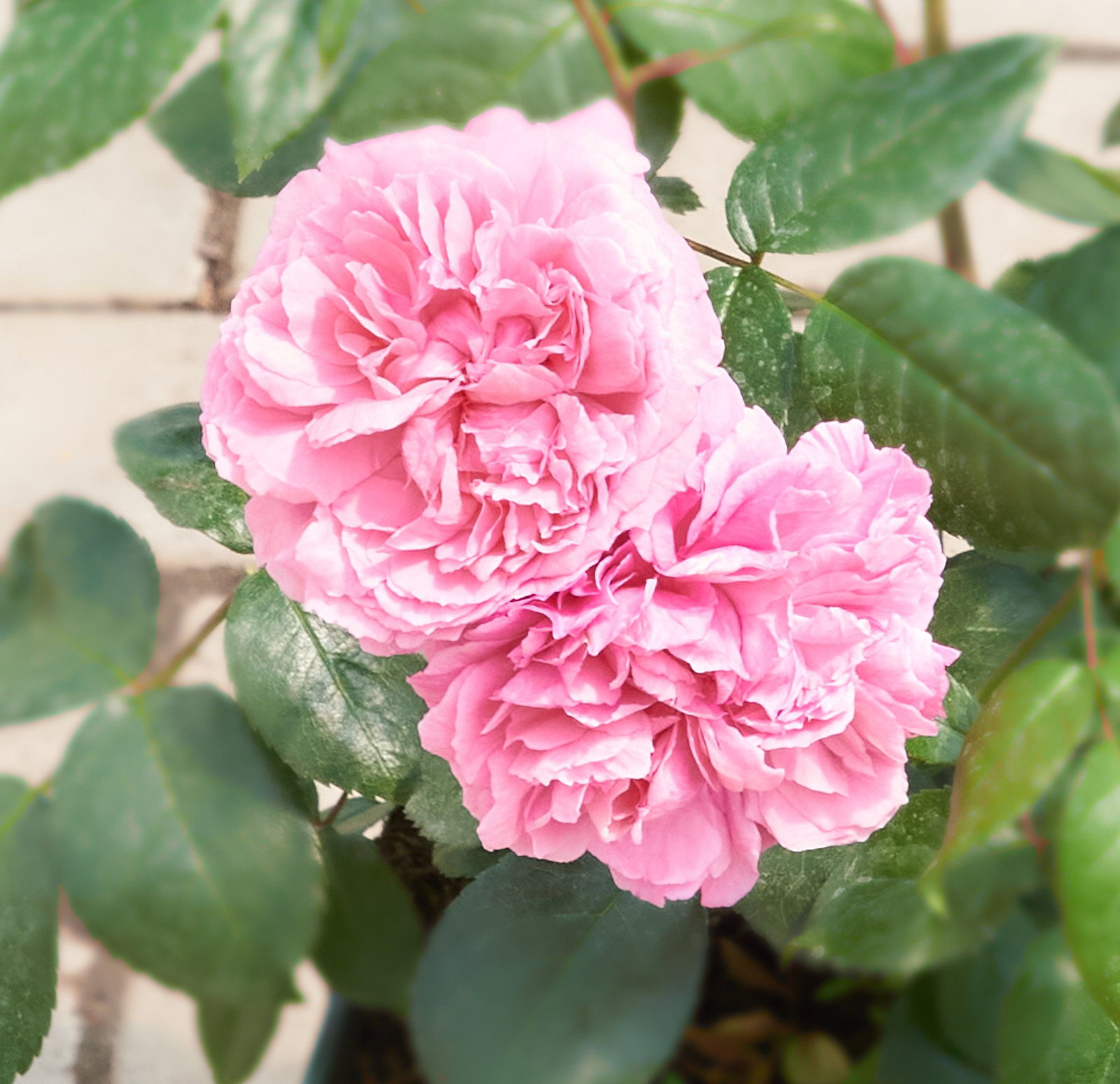 Rose Penelope Lively® - Rosa Penelope Lively® günstig kaufen