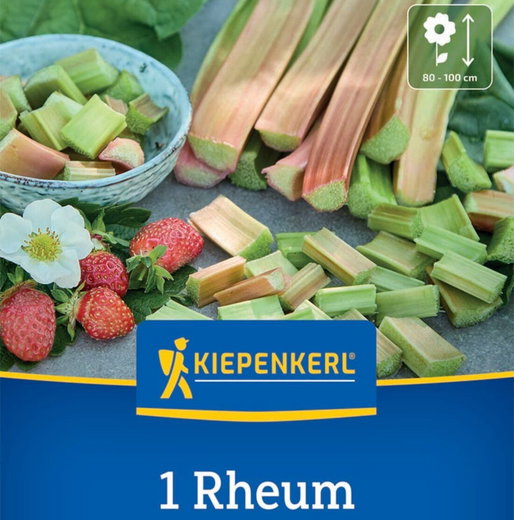 Timer Lely Rhabarber Timperley Early - Kiepenkerl Rheum rhabarbarum Timperley ...