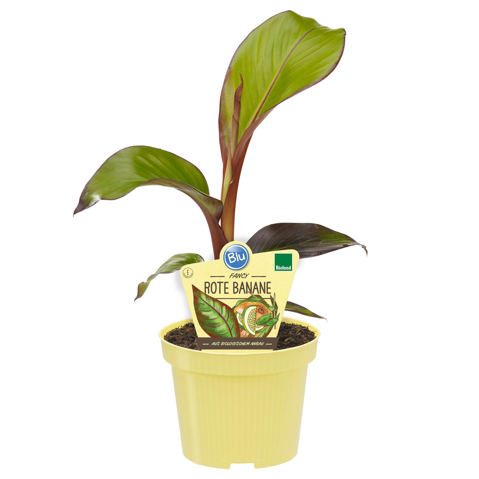 Bio Rote Banane - Blu Ensete maurelli gnstig kaufen