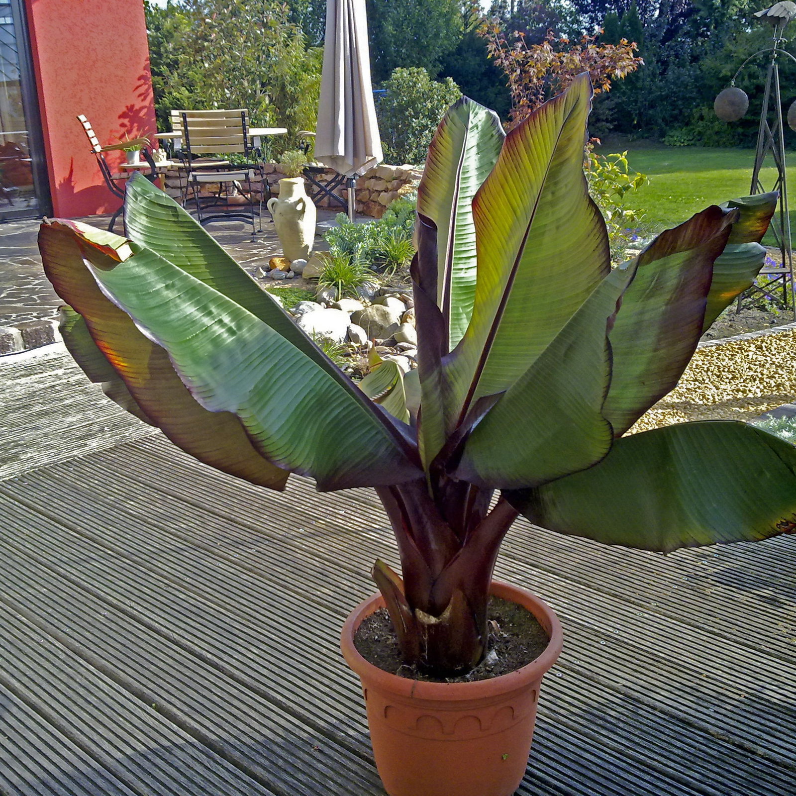 aloe vera topfgre Aloe vera | Sukkulente