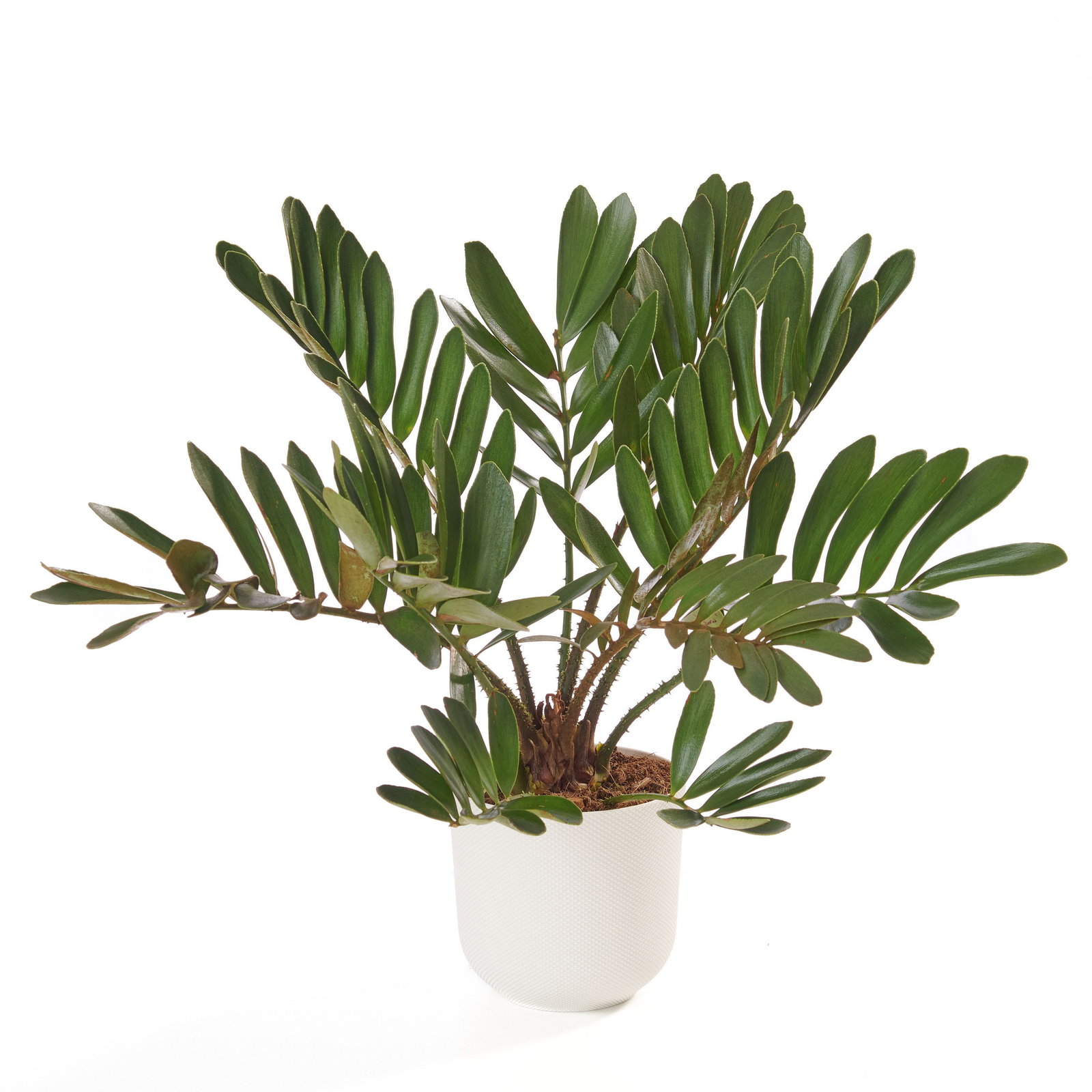 Zamia furfuracea - Zamia furfuracea gnstig kaufen