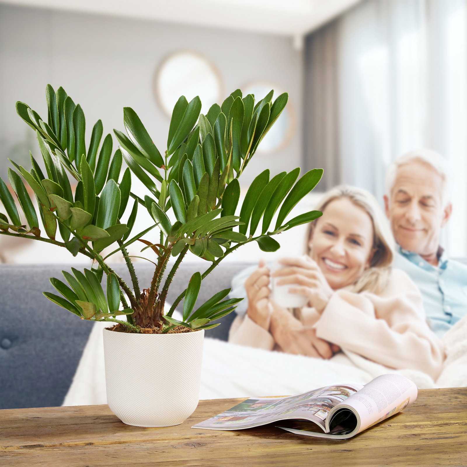 Zamia furfuracea - Zamia furfuracea gnstig kaufen