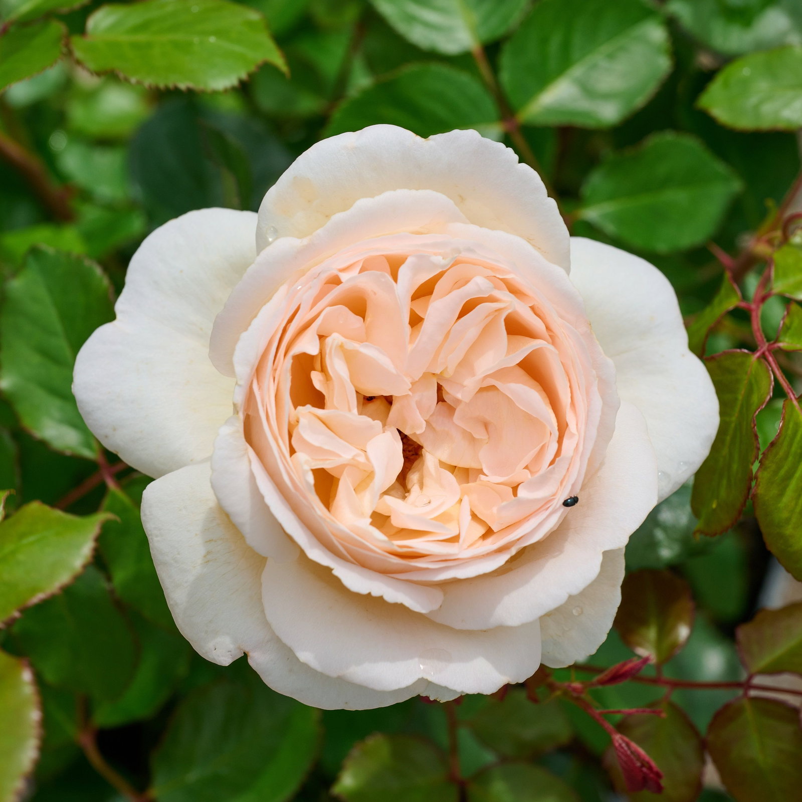 Rose Marzipan® - Rosa Marzipan® günstig kaufen