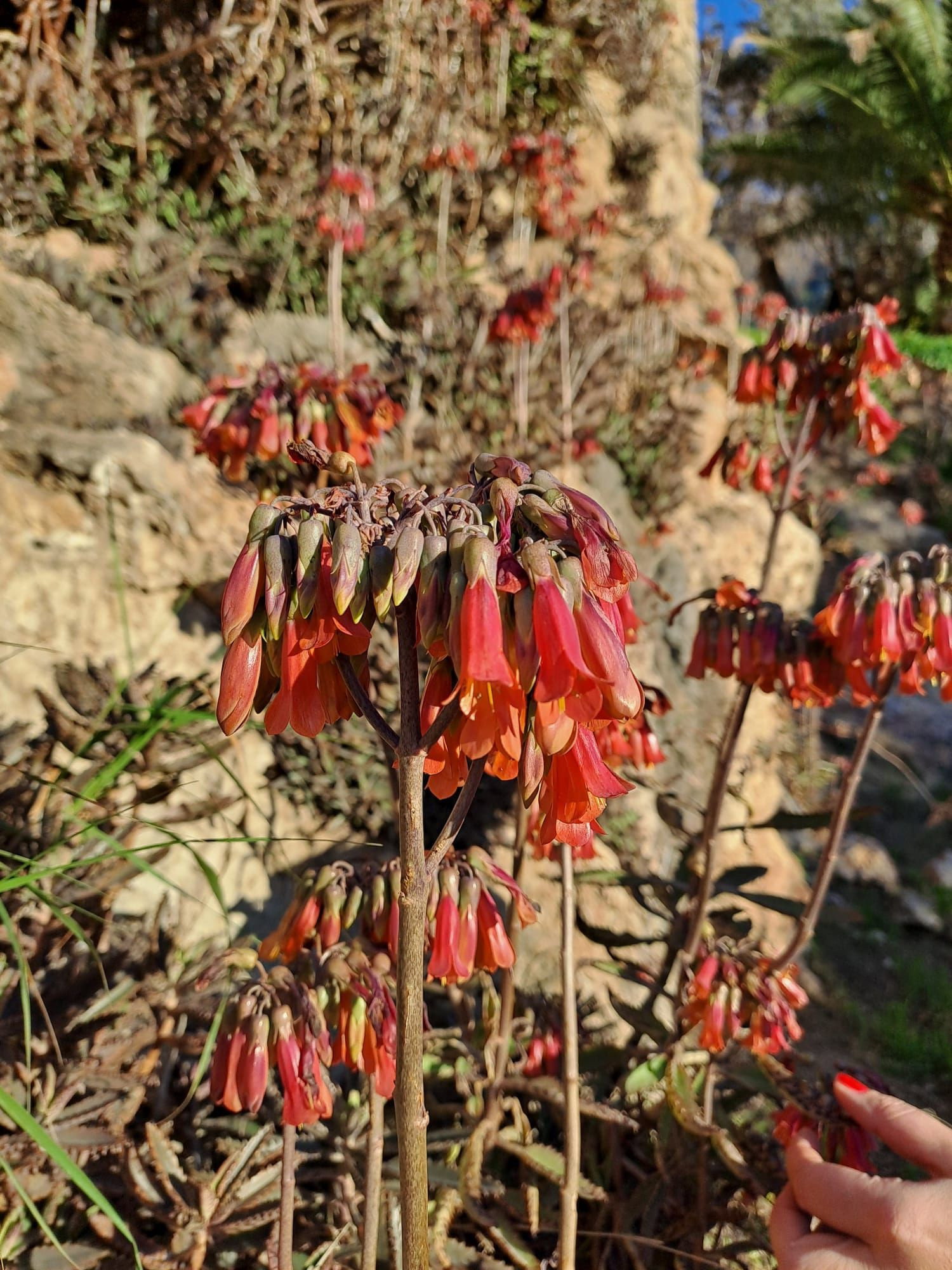 Brutblatt - Kalanchoe delagoensis gnstig kaufen