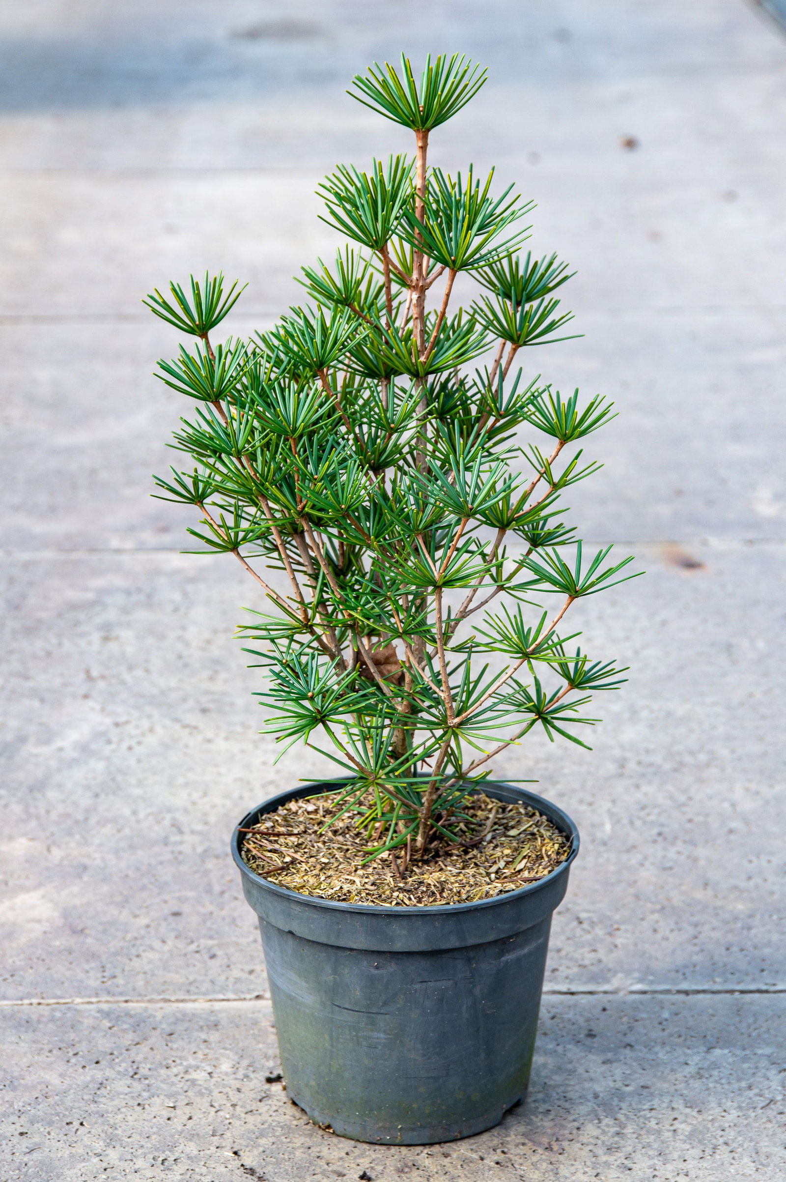 bumgenius bambus Bambusa bambos 15/100 Seeds, Giant Indian Thorny Bamboo, Bambusa arund