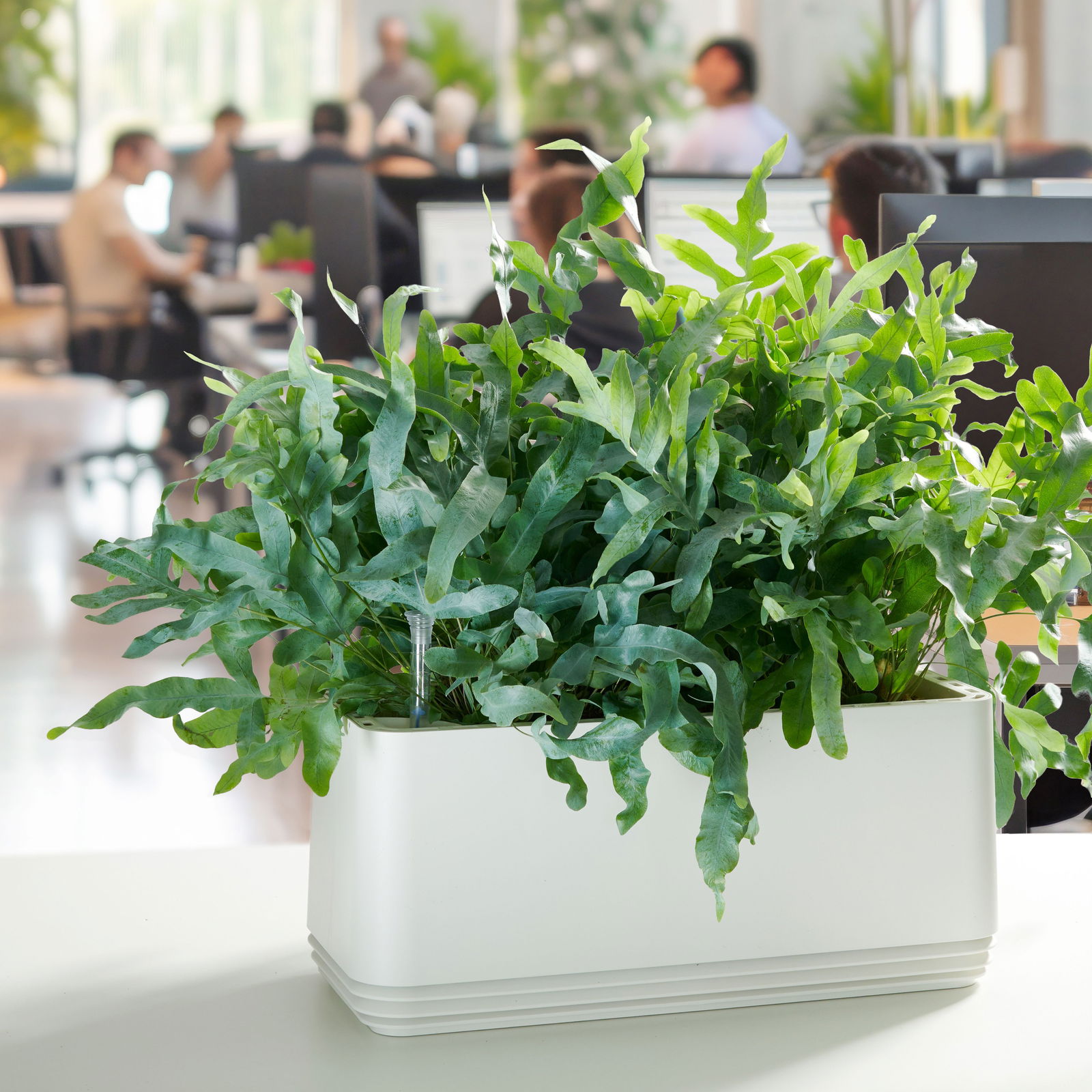 AIRY System L Mit 3 Bogenhanfen - Natürlicher Luftreiniger Für Bis Zu 30m² | Made In Germany | Ohne Strom & Filter