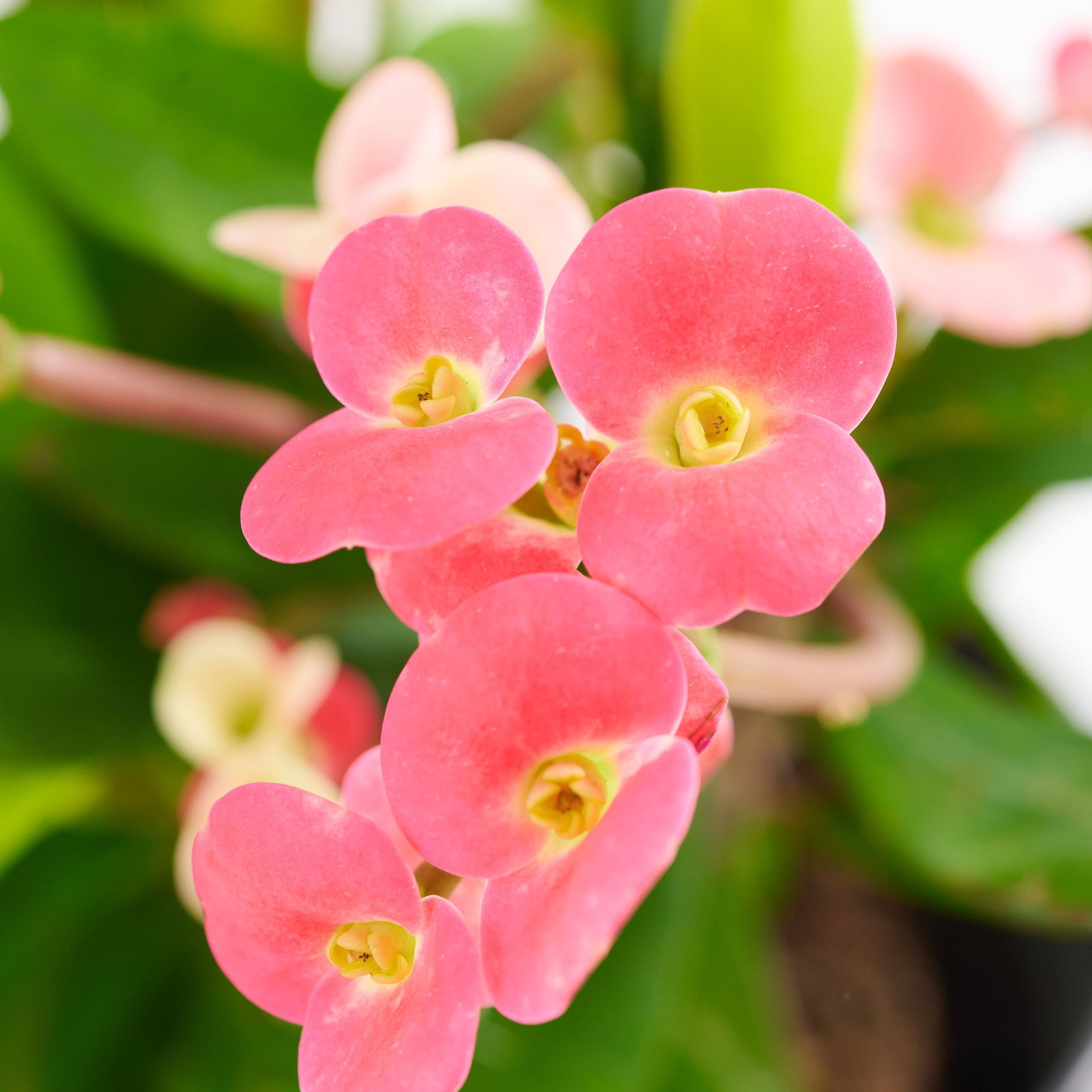 Euphorbia Milii Kaufen