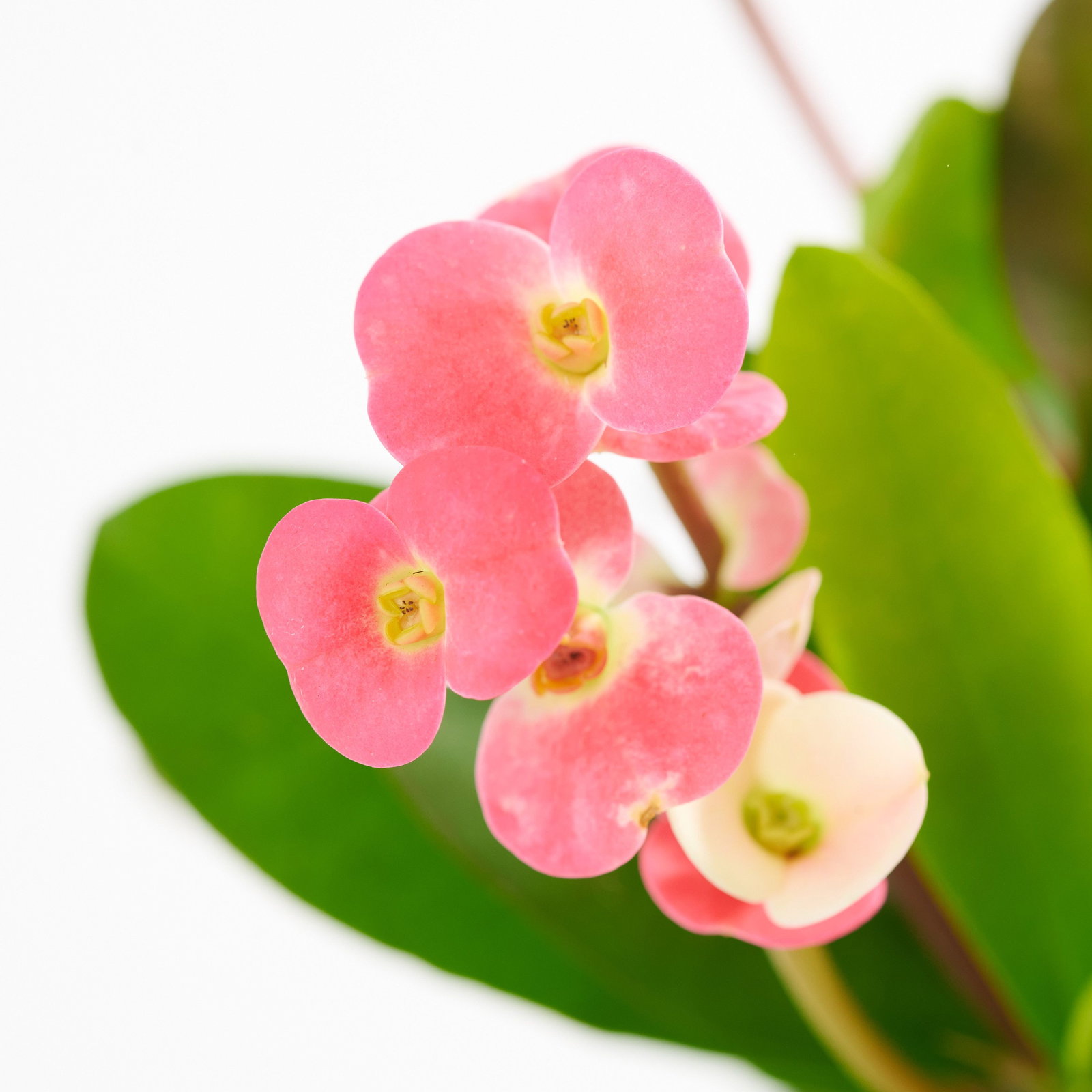 Euphorbia Milii Kaufen