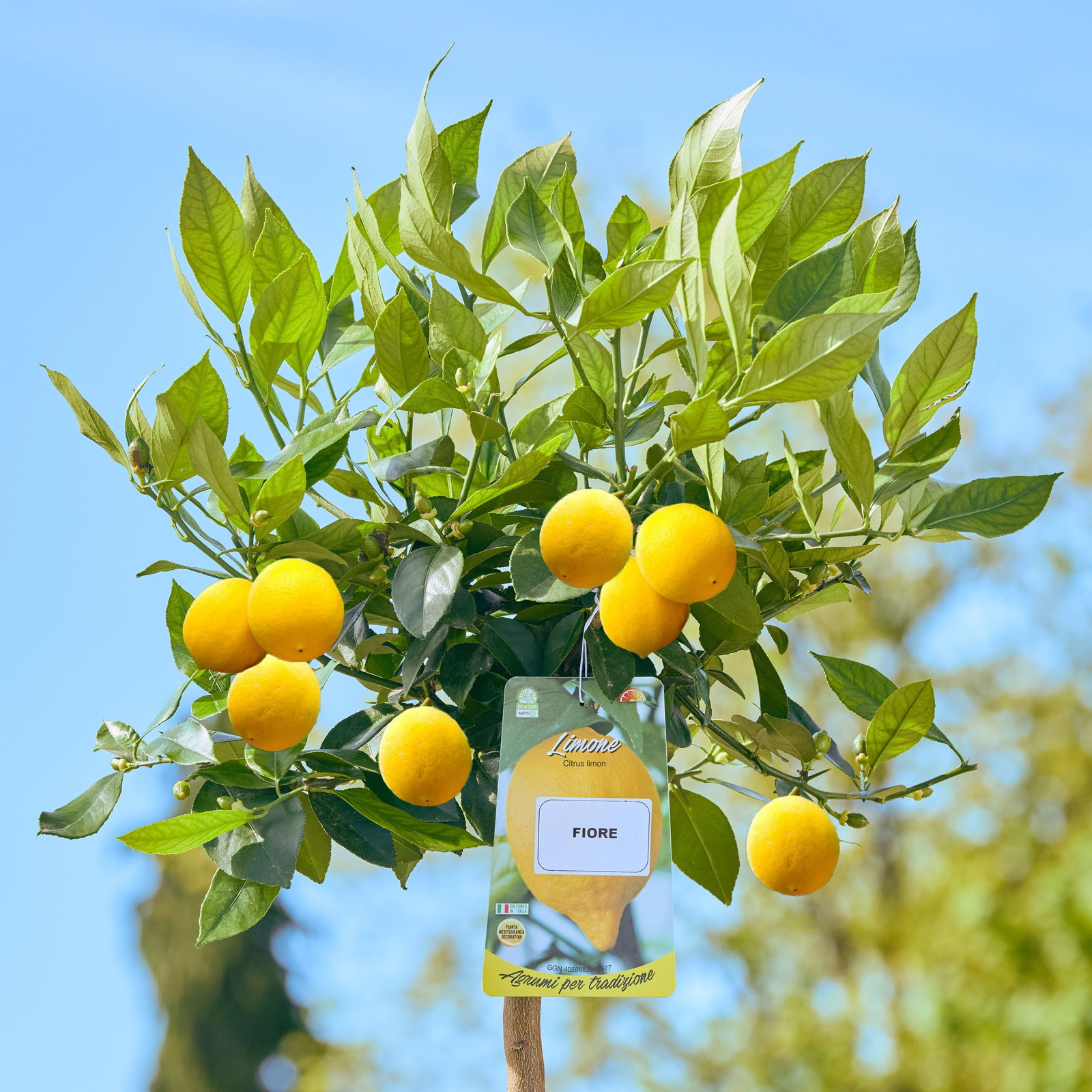 Orangen Zitrone - Citrus Limon Fiore gnstig kaufen