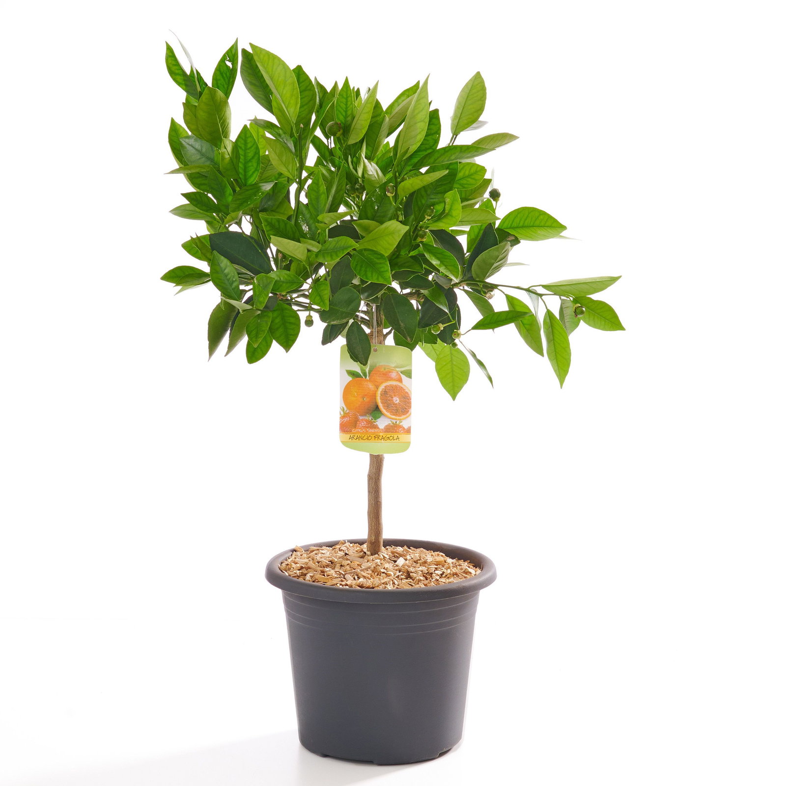 palmenarten zimmerpflanzen pflege Dypsis lutescens – PflanzenFuerAlle main image 1