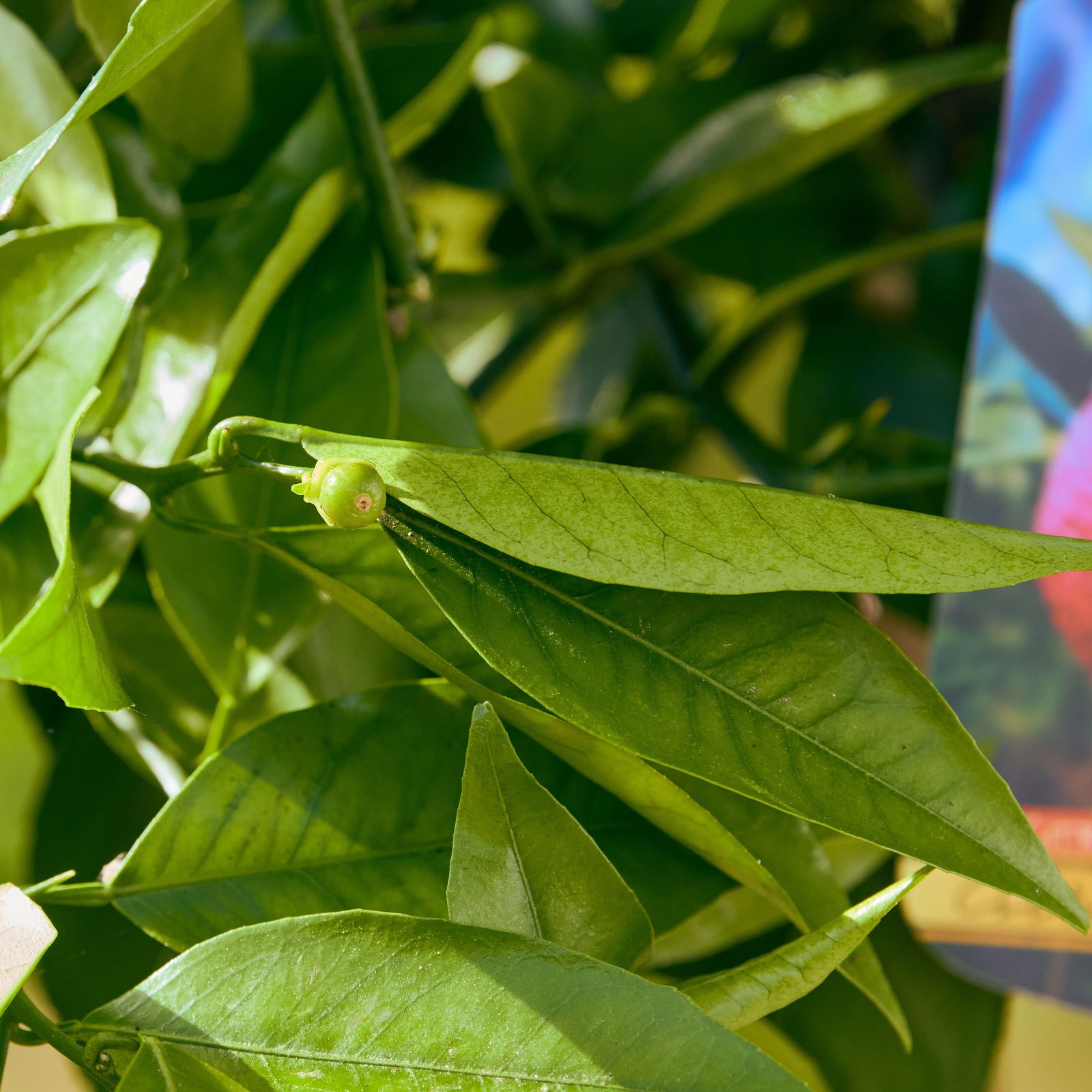 Citrus X Clementina 'Arrufatina' GreffÃ© Sur FA5 / Clementine