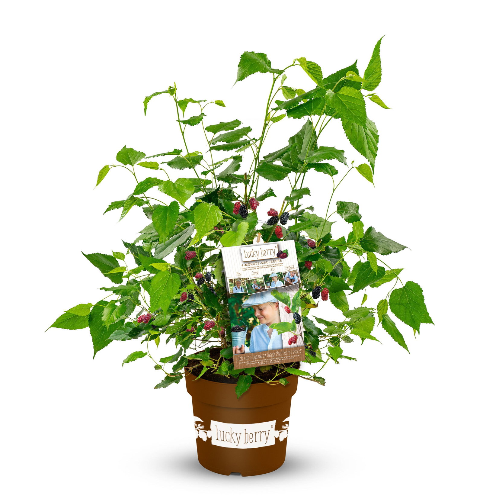 Maulbeere Lucky Berry - Morus Lucky Berry gnstig kaufen