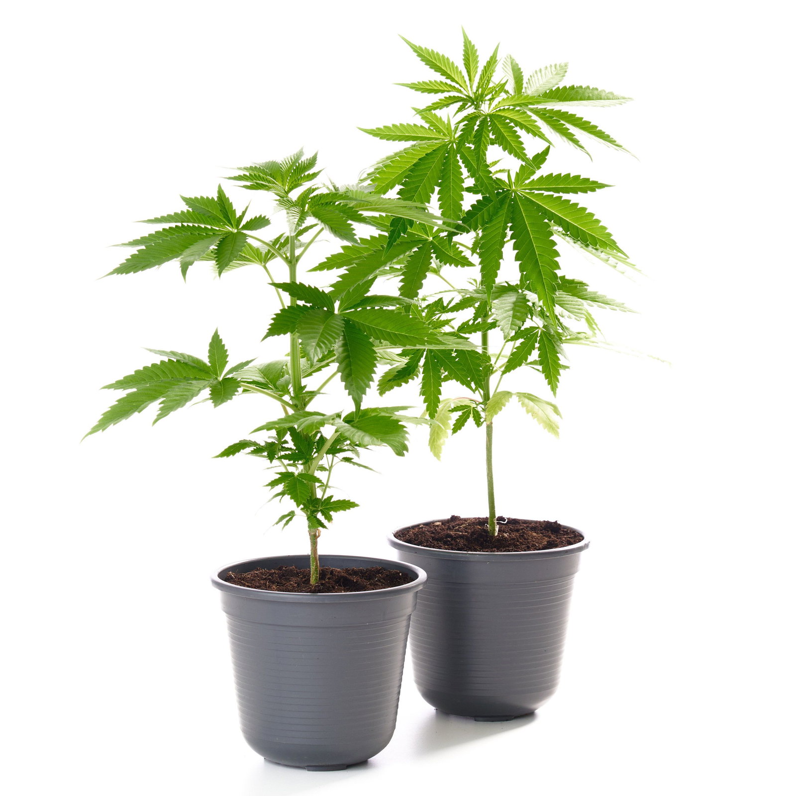 Echte Hanf Pflanzen - Cannabis gnstig kaufen