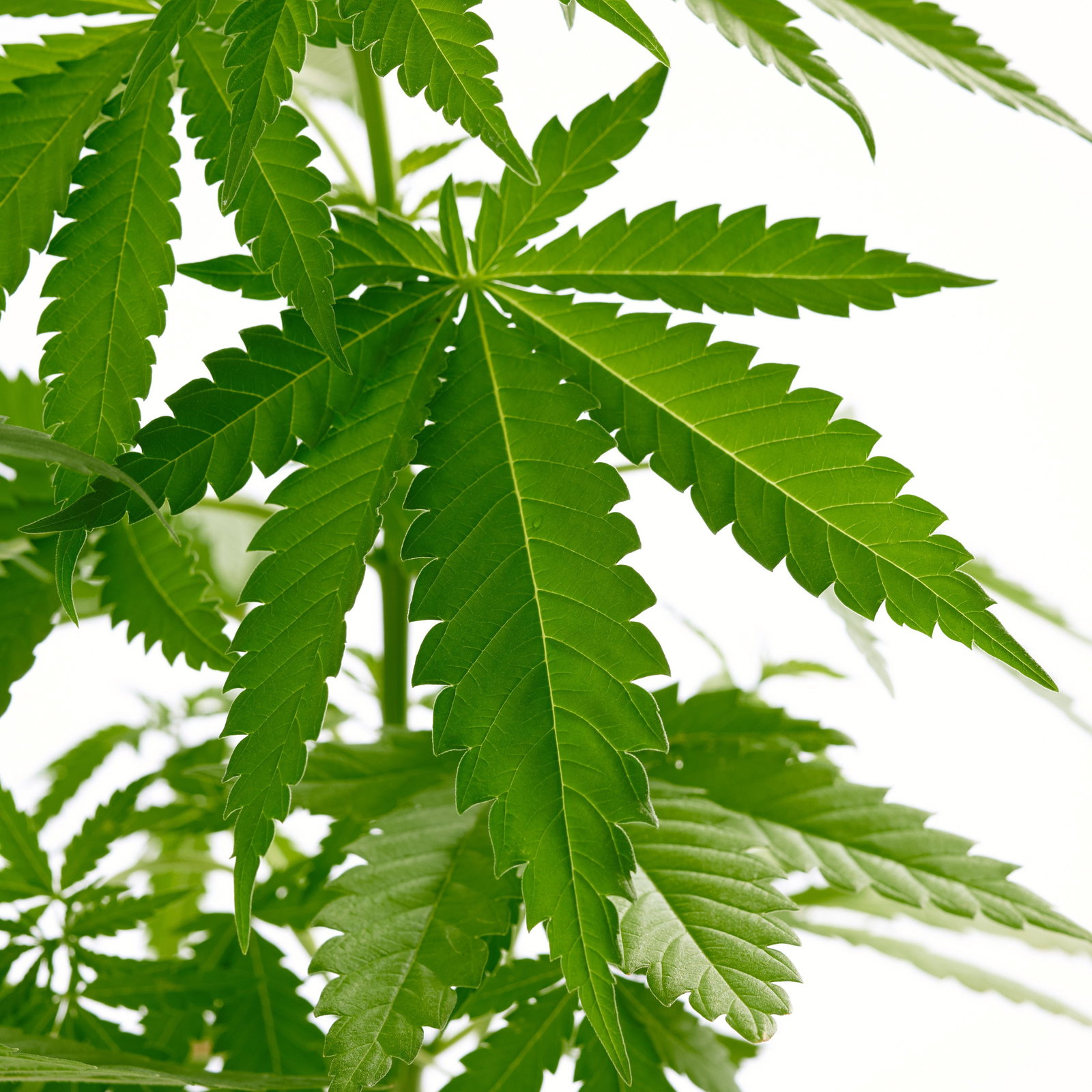 Echte Hanf Pflanzen - Cannabis gnstig kaufen