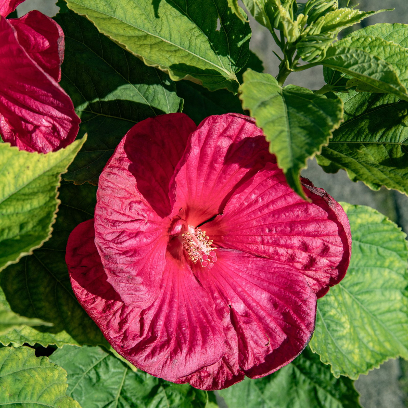 Schone Hibiskus Erde Kaufen Ebenbild