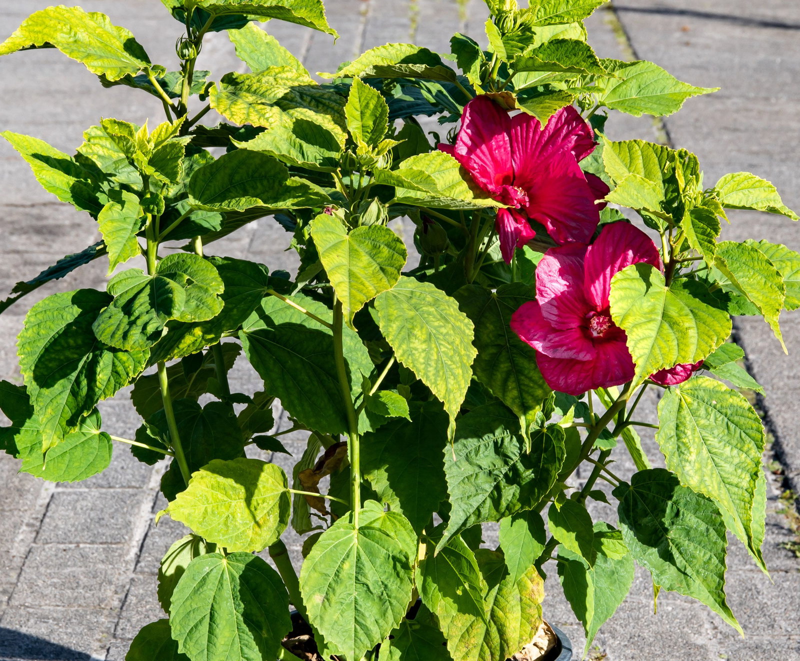 Schone Hibiskus Erde Kaufen Ebenbild