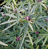 artificial plants and grasses 4.5' Artificial Plum Grass Plant with Creamy Plumes