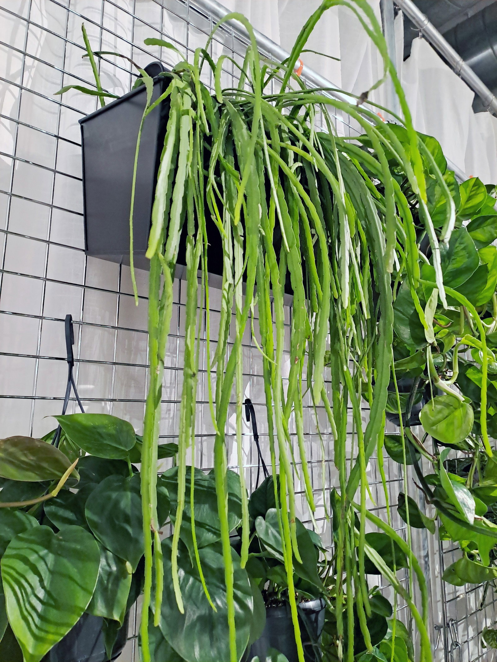 Blattkaktus - Lepismium bolivianum gnstig kaufen