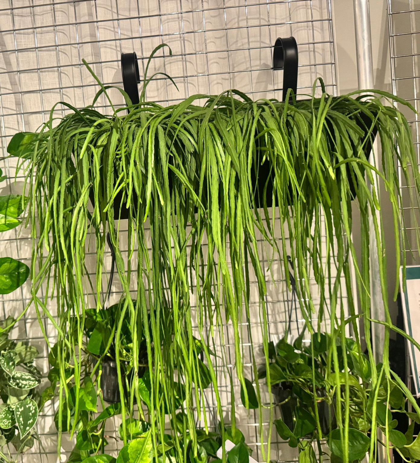 Blattkaktus - Lepismium bolivianum gnstig kaufen