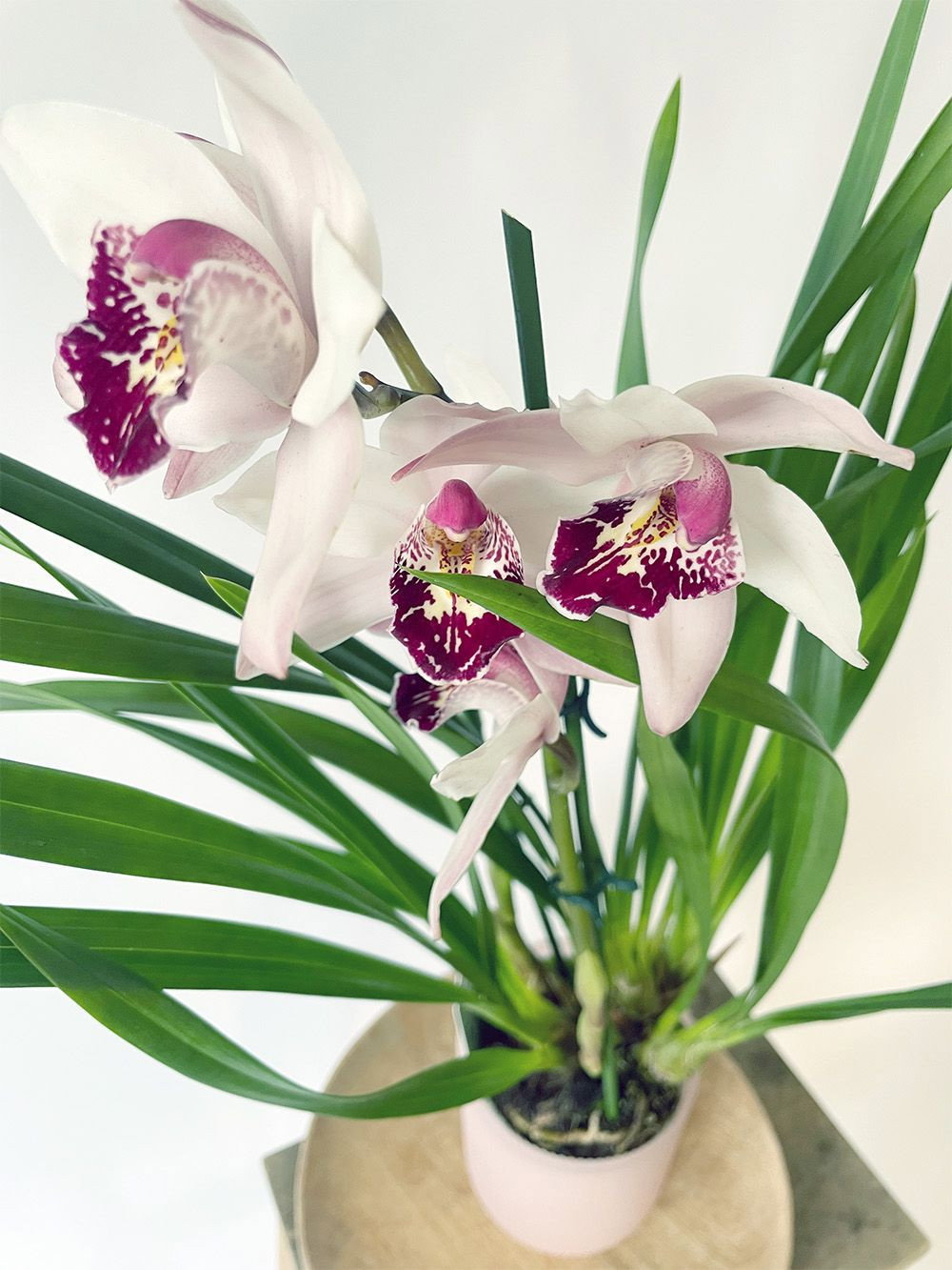 Kahnorchidee - Cymbidium gnstig kaufen