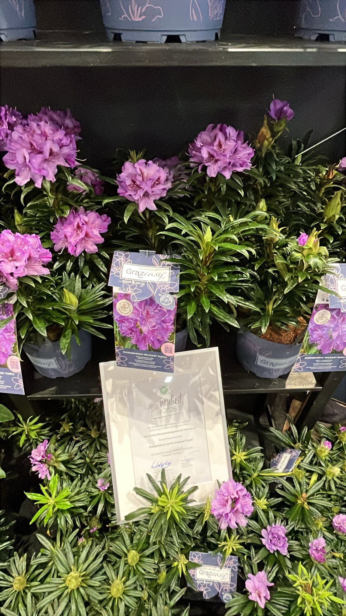 Rhododendron Grazeasy Purple - Rhododendron ponticum Grazeasy Purple  gnstig kaufen