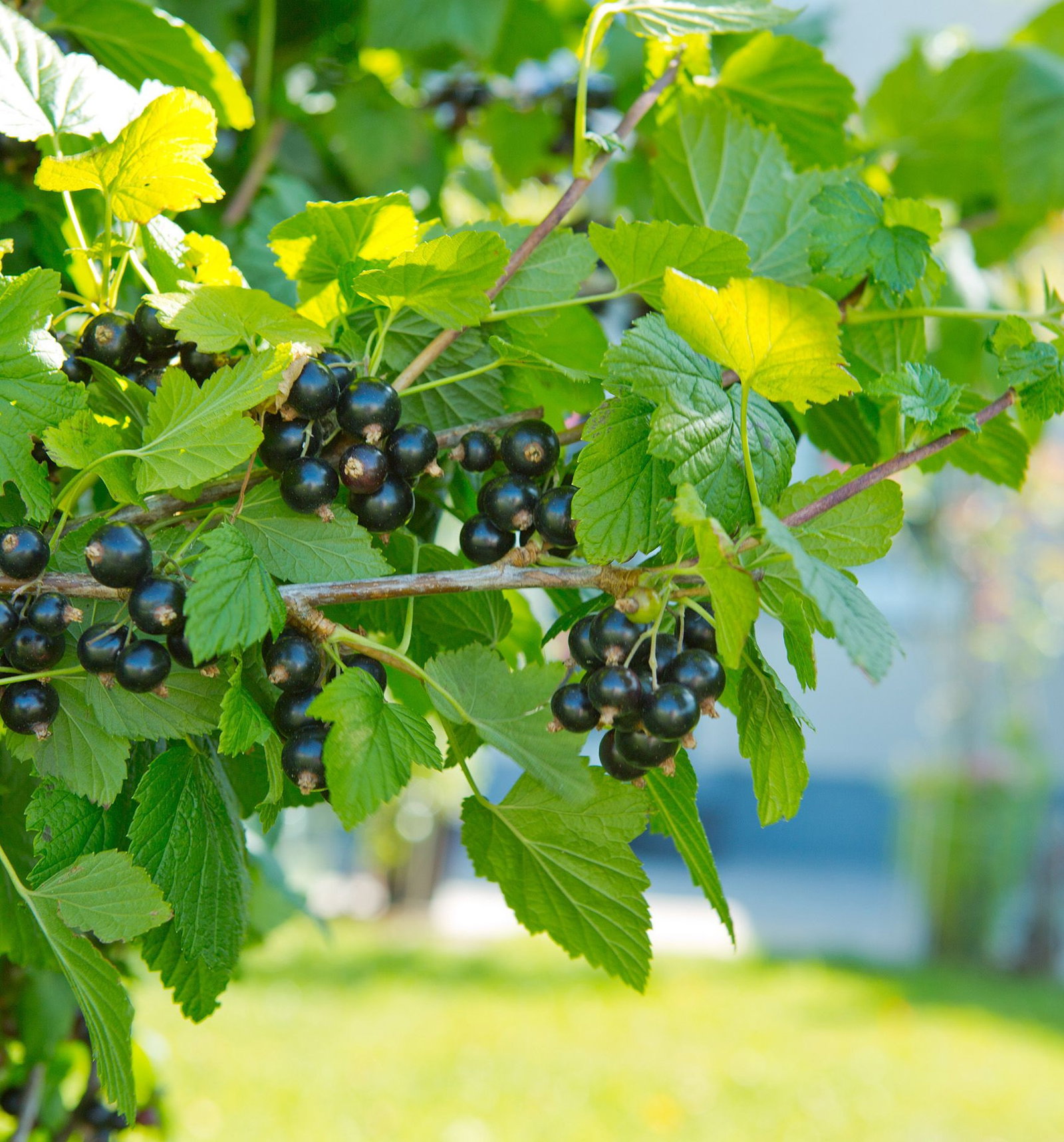 Schwarze Johannisbeere Little Black Sugar - Ribes nigrum Little Black Sugar  gnstig kaufen
