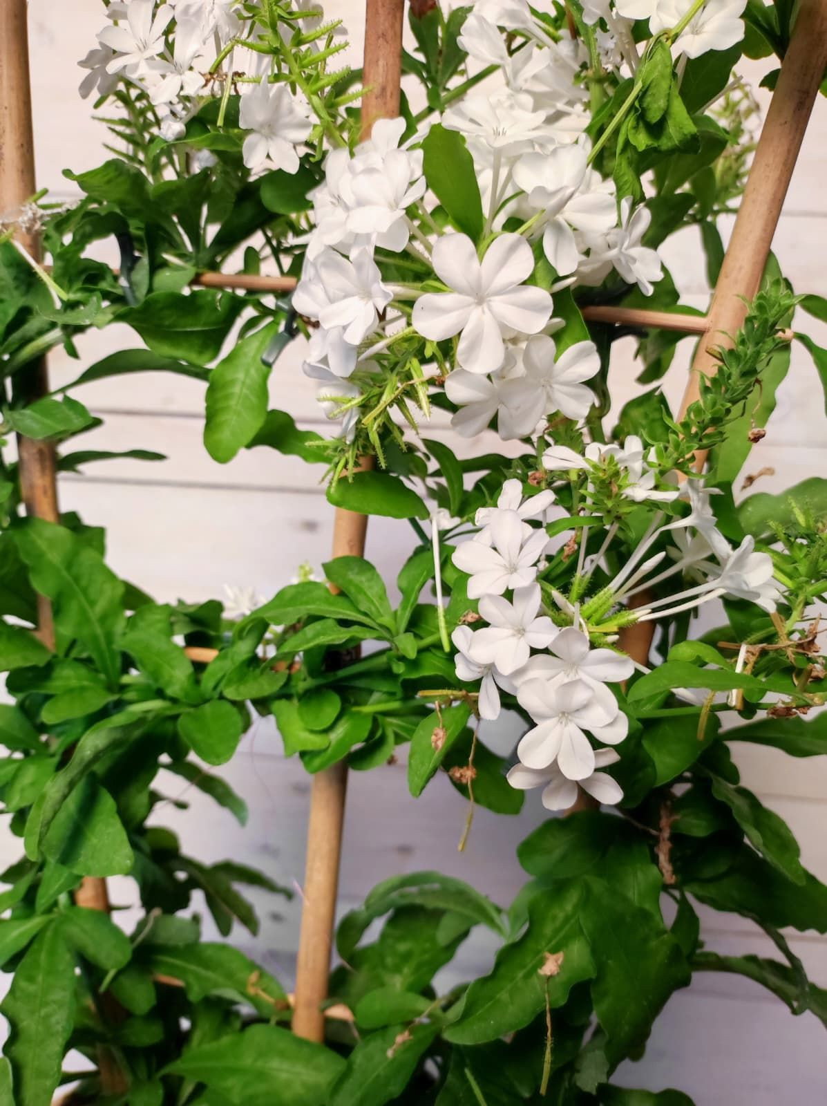 Bleiwurz Alba - Plumbago Auriculata gnstig kaufen